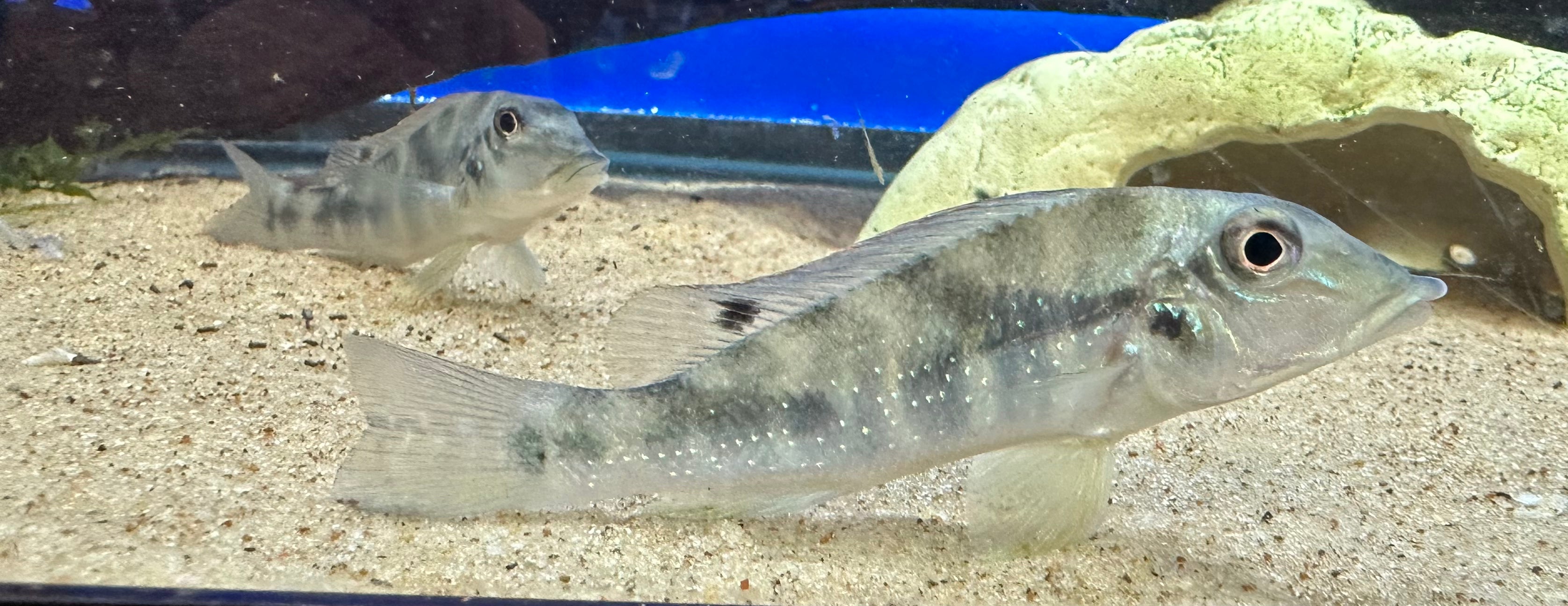 Retroculus Lapidifer (2.5-3”)