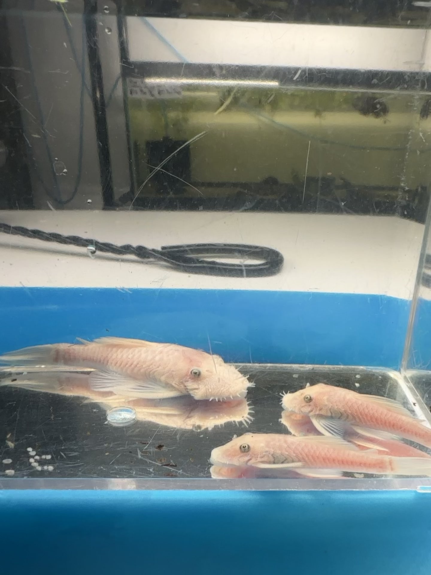 Snow White Bristlenose (1.25-2”)