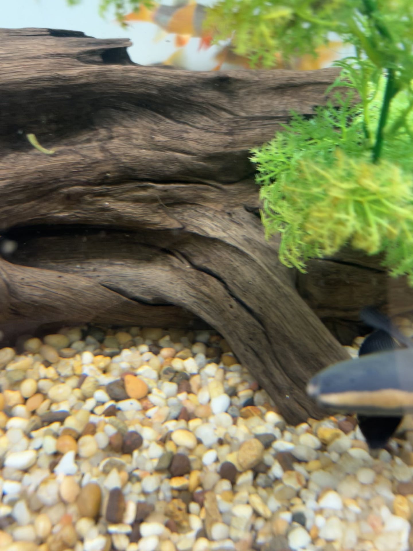 Black Ghost Knifefish (8-9”)