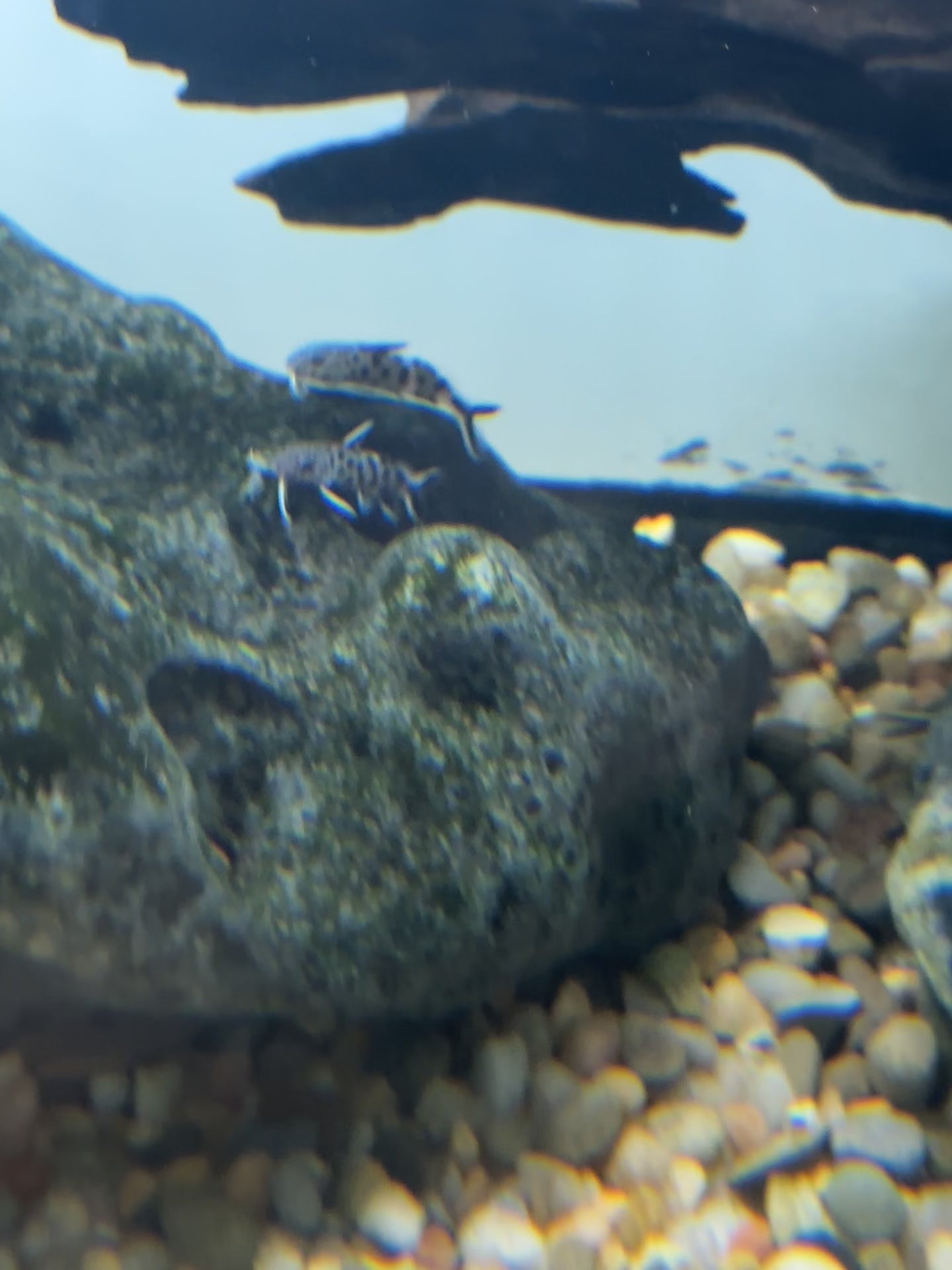 Synodontis Petricola (1-1.25”)