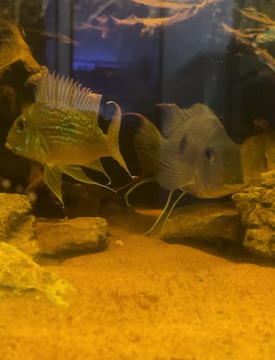 XL Sveni Geophagus Cichlid Breeding Pair (7-8”)