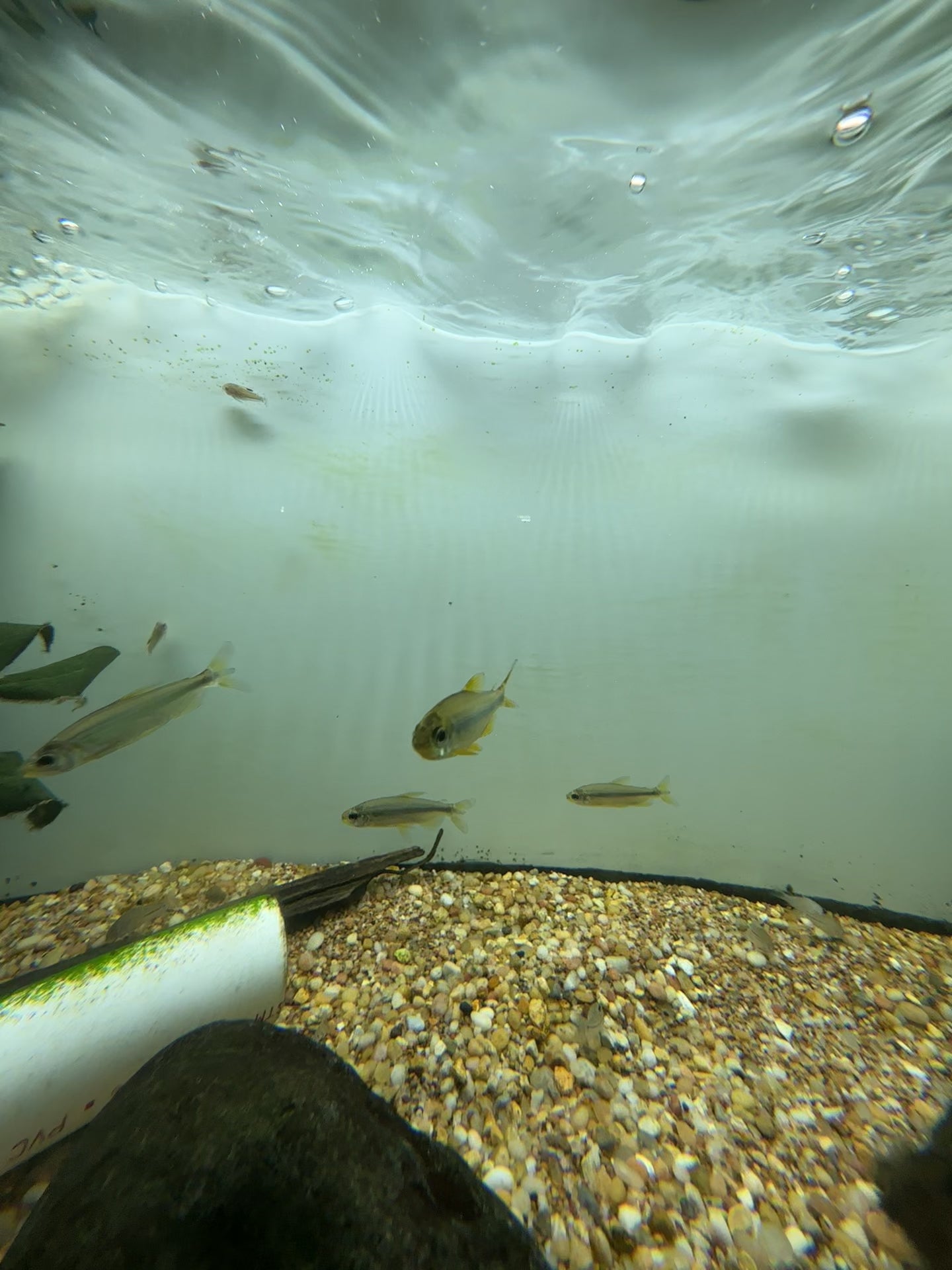 Yellow Brichardi Congo Tetra (1-1.5”)