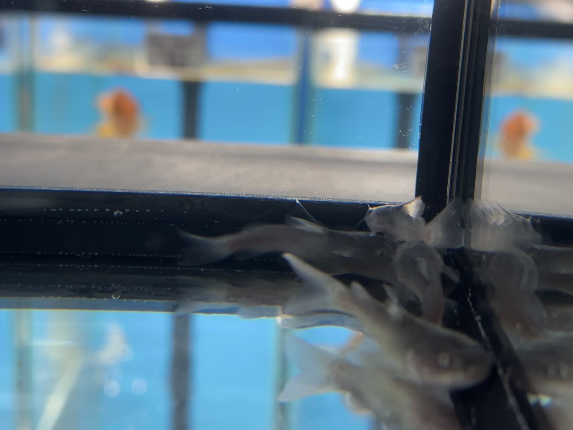 Rita Rita Catfish (1”)