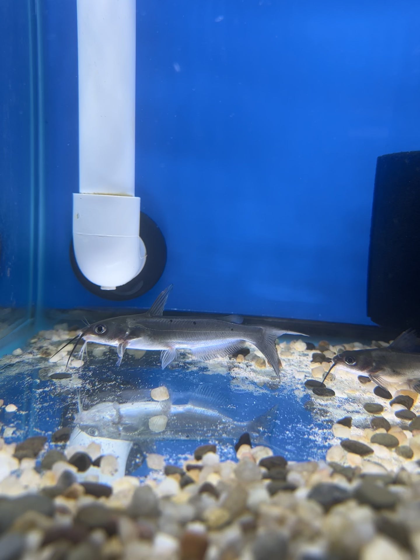 Blue Channel Catfish (3-4”)