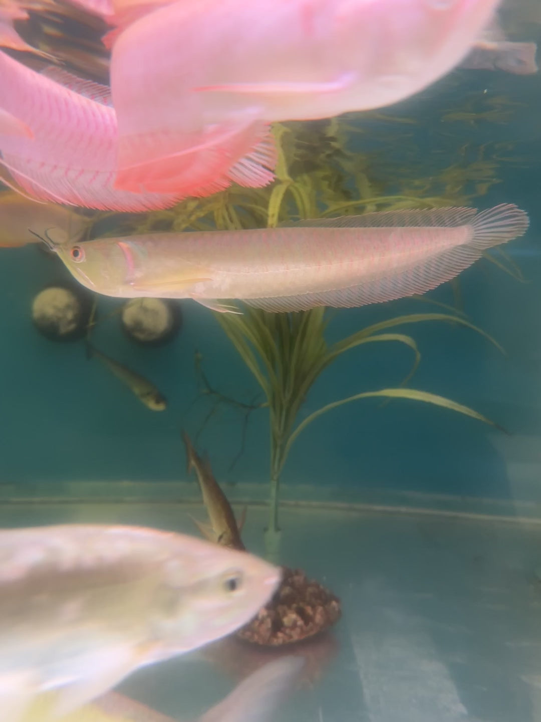 Silver Arowana (10-12”)