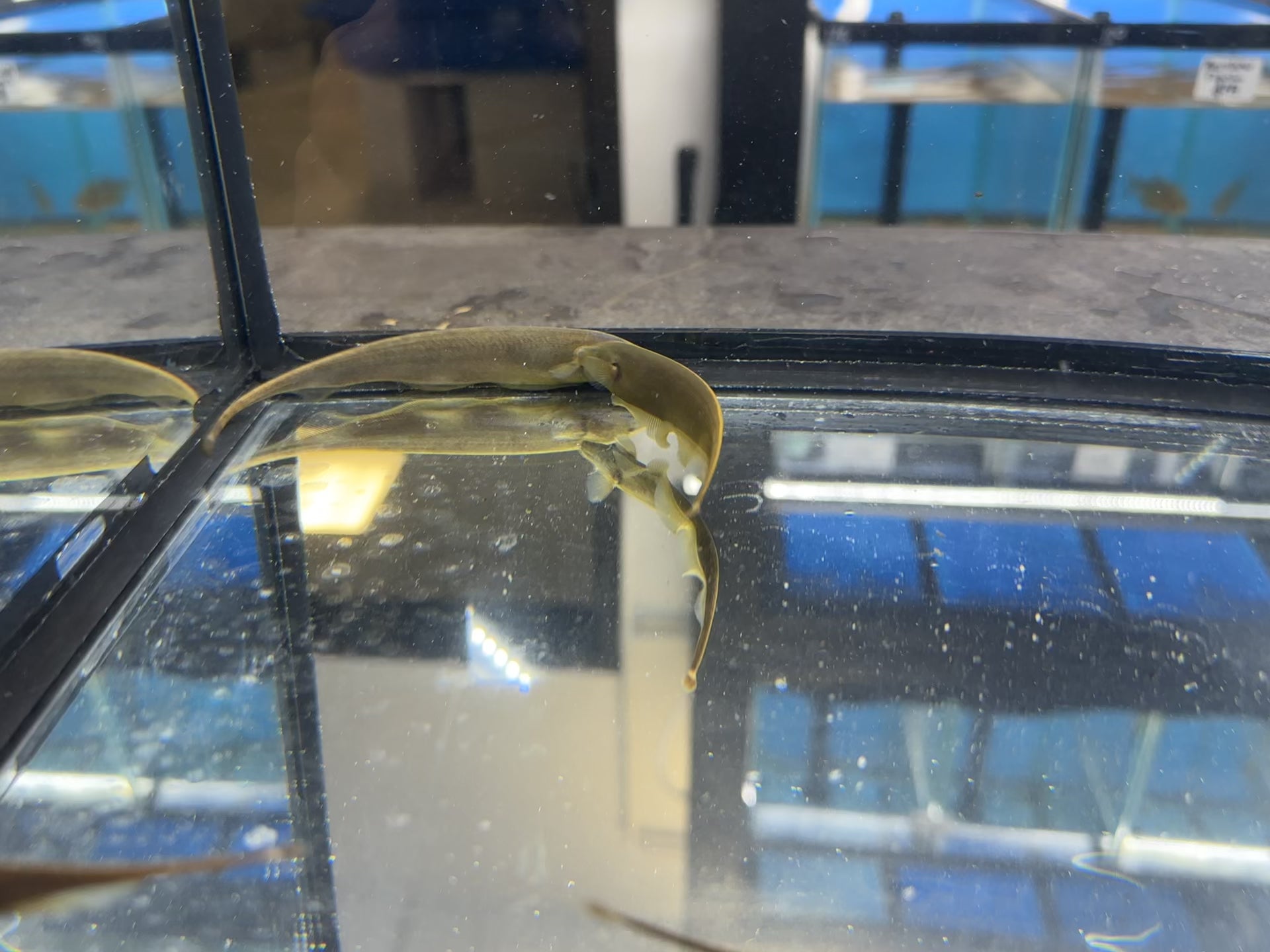 Brown Knife Fish (2-3”)
