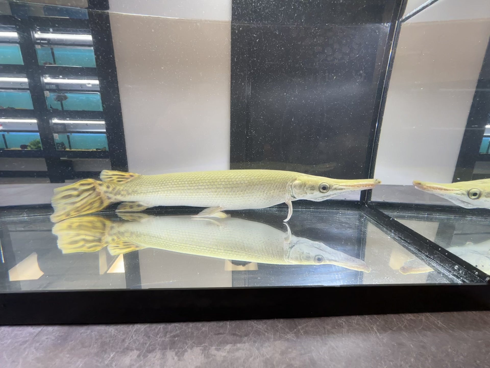 Cuban Gar (16-18”)
