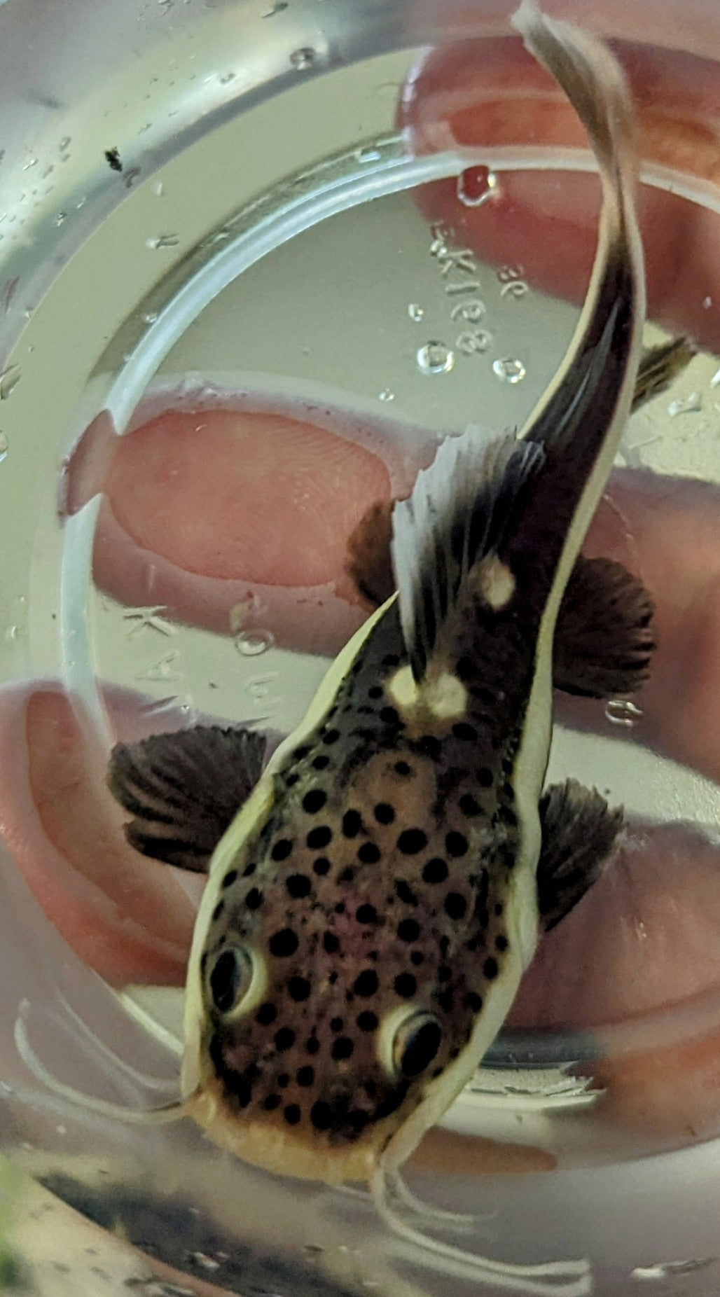 Redtail Catfish (3-3.5”)