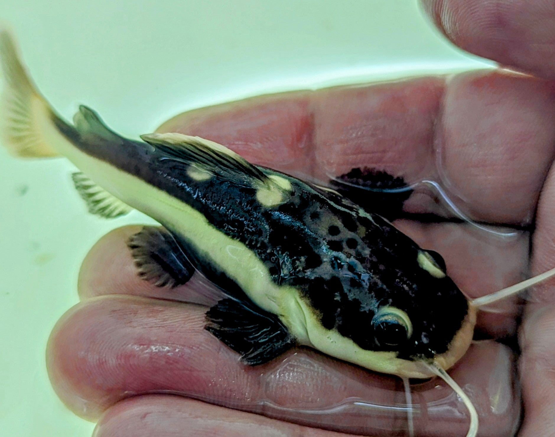 Redtail Catfish (3-3.5”)