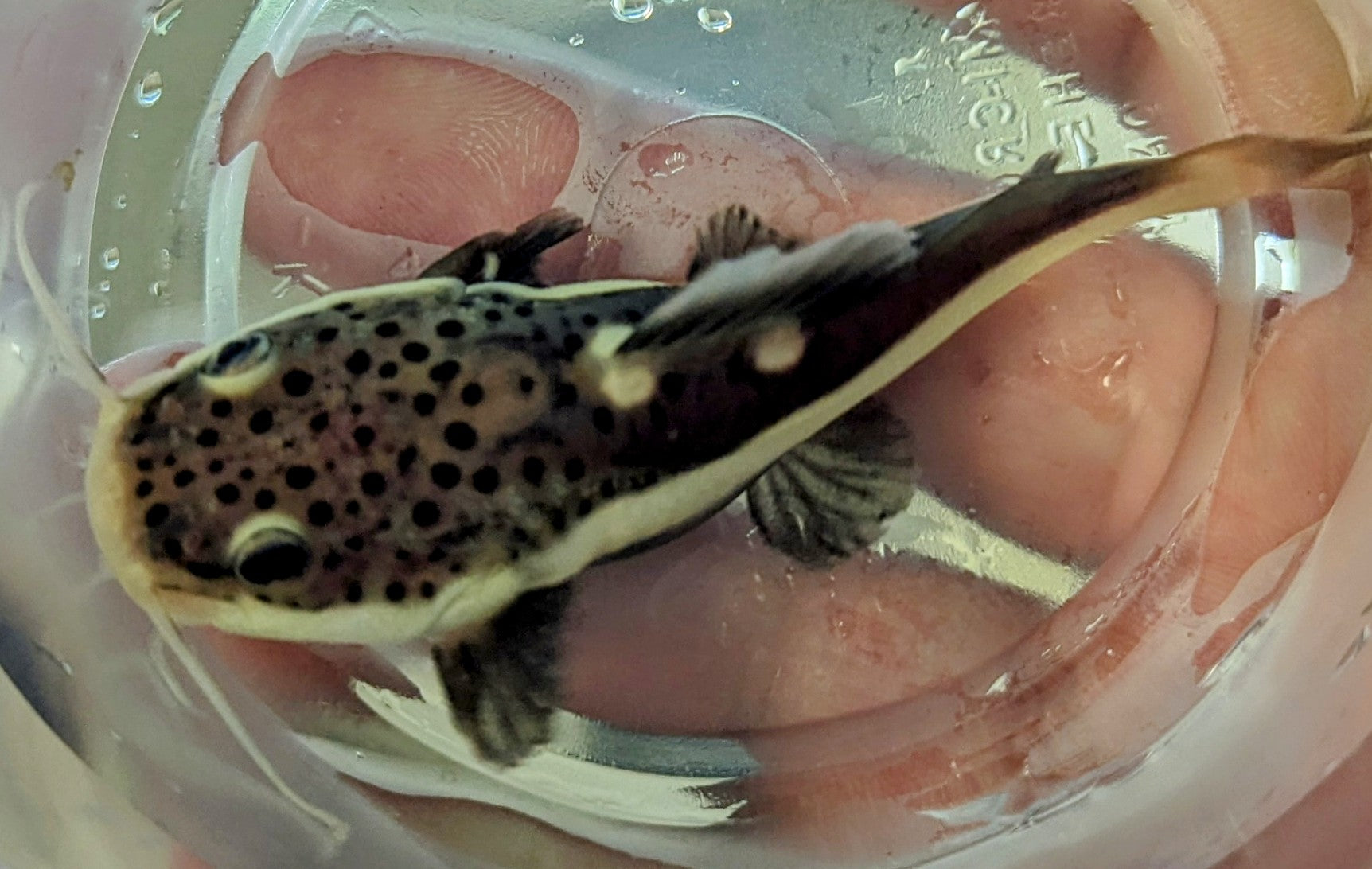 Redtail Catfish (3-3.5”)
