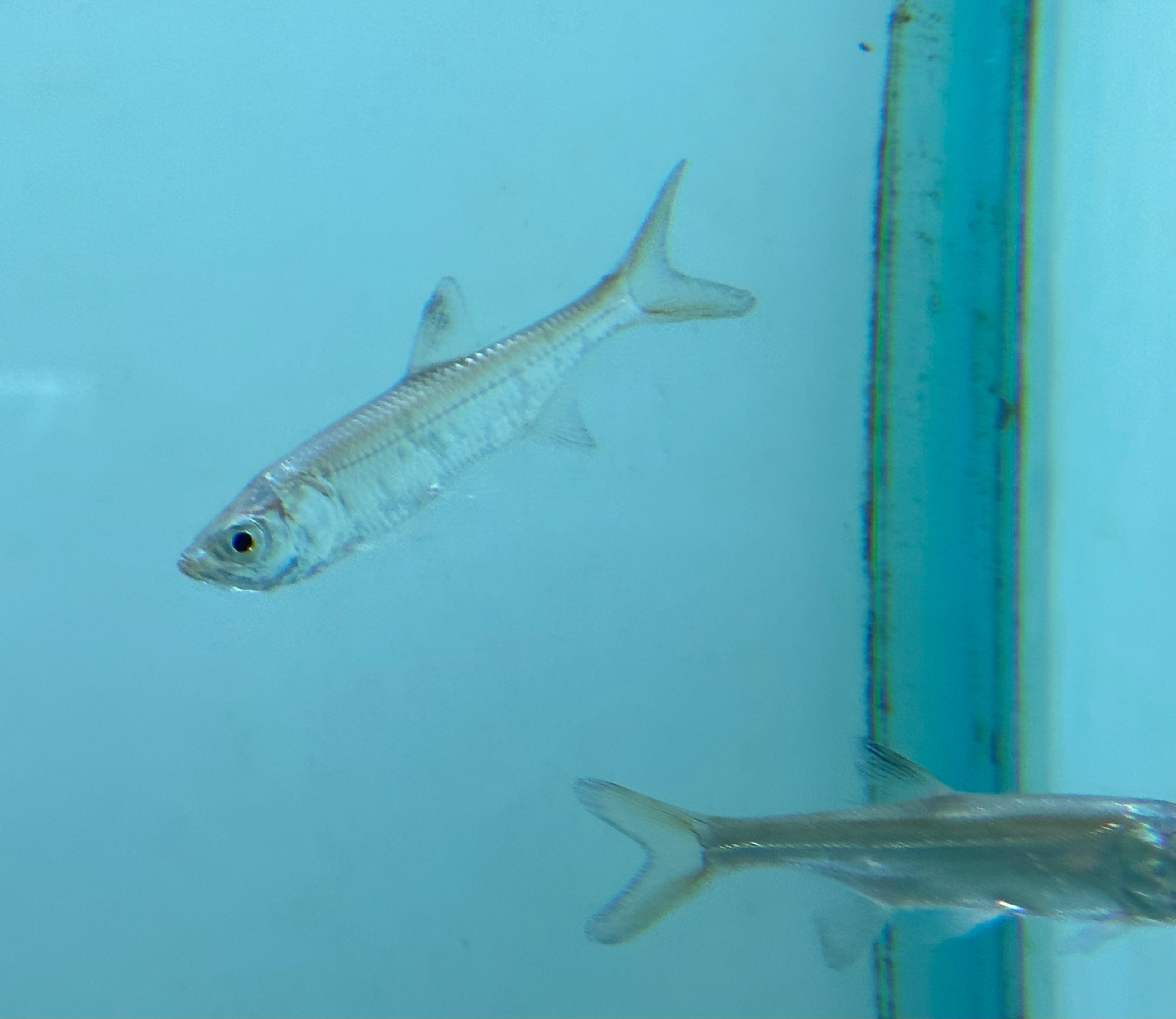 Atlantic Tarpon (3”)