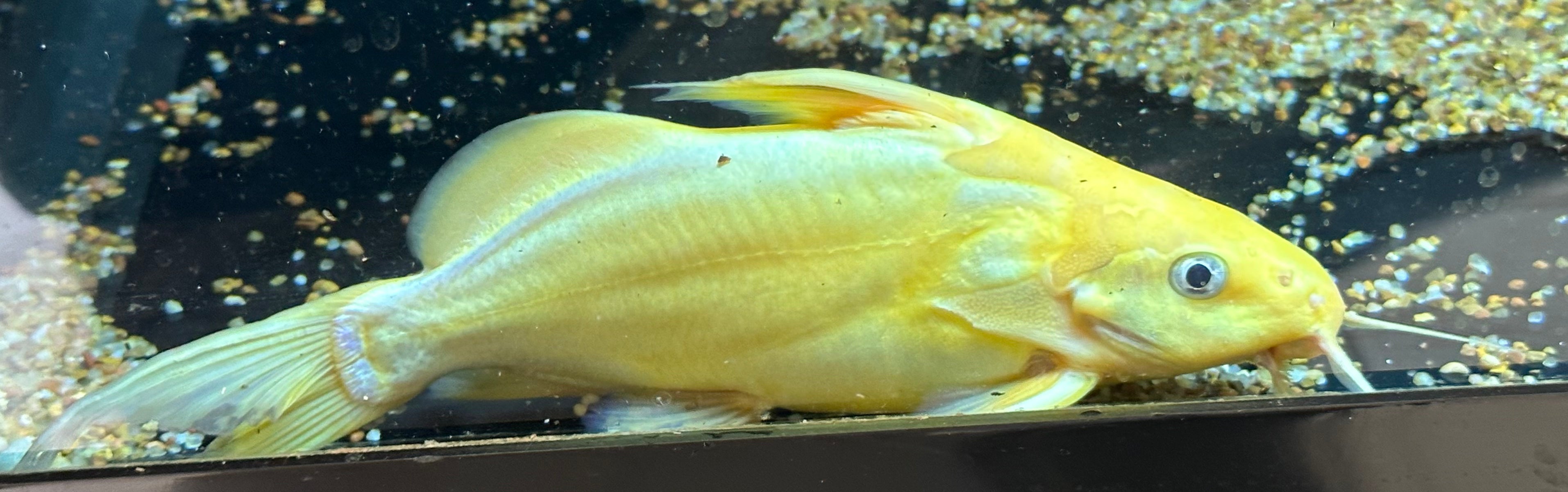 Large Gold Nigrita Synodontis Catfish (5.5”)