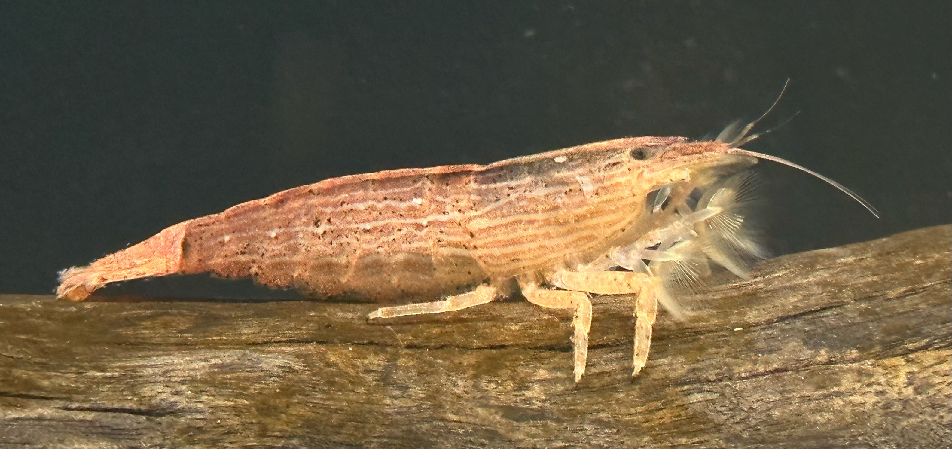 LARGE Bamboo Shrimp (3.5”+)