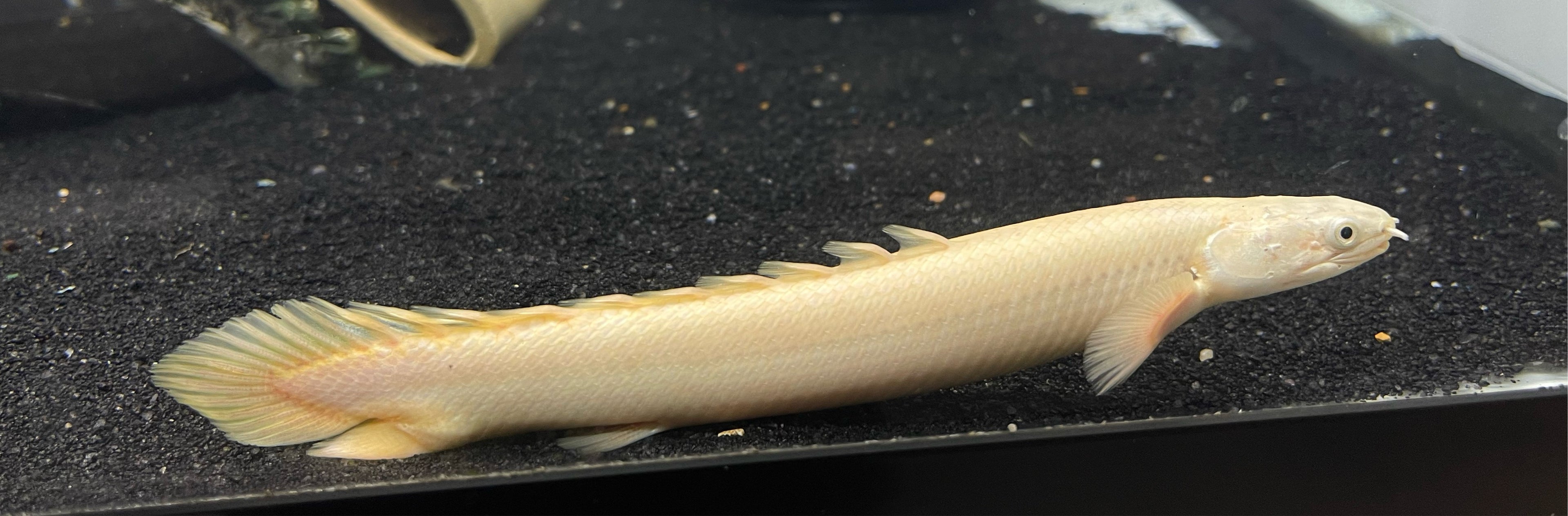 Platinum Senegal (7-7.5”)