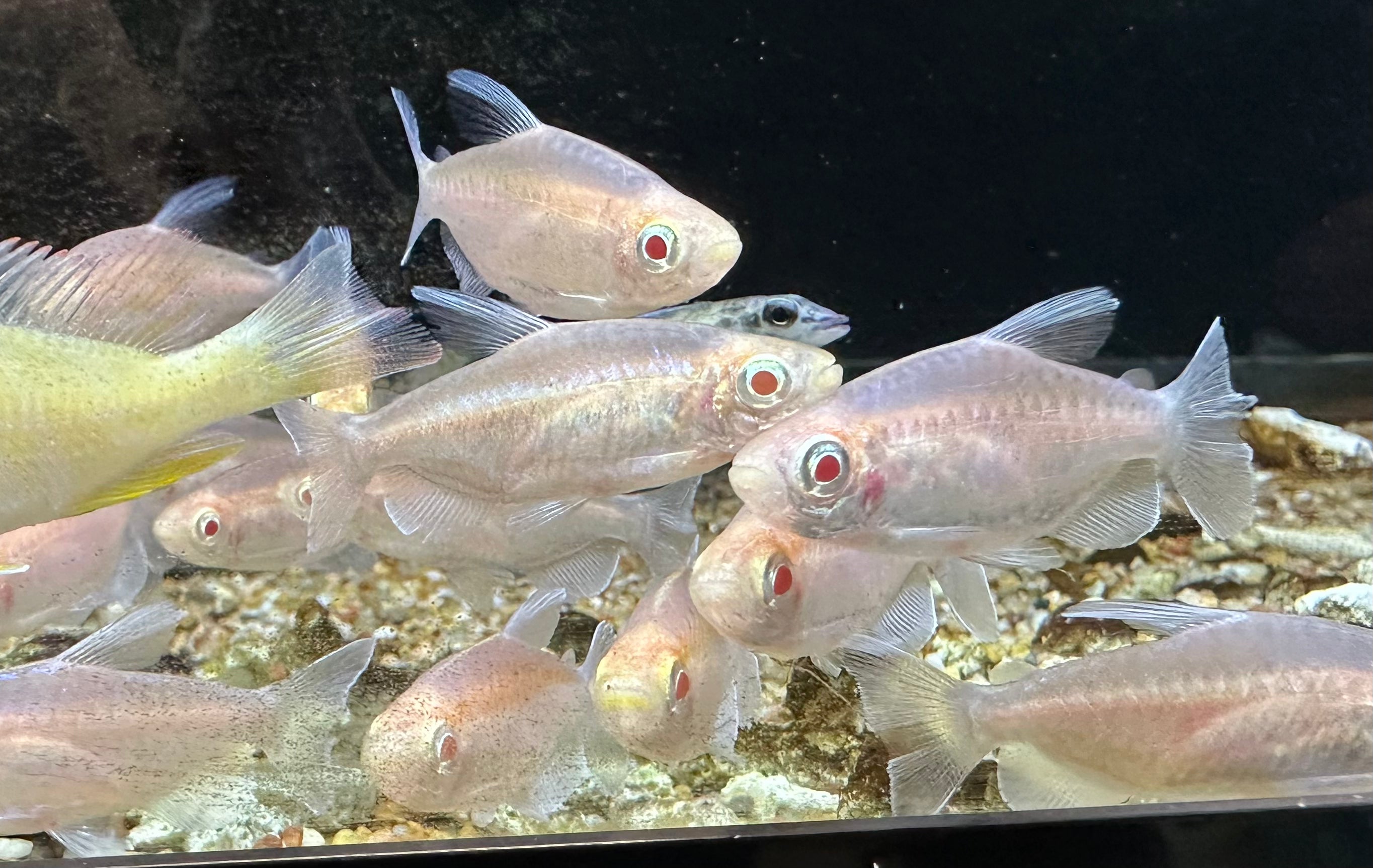 Tetra Congo Albino (1,25-1,5")