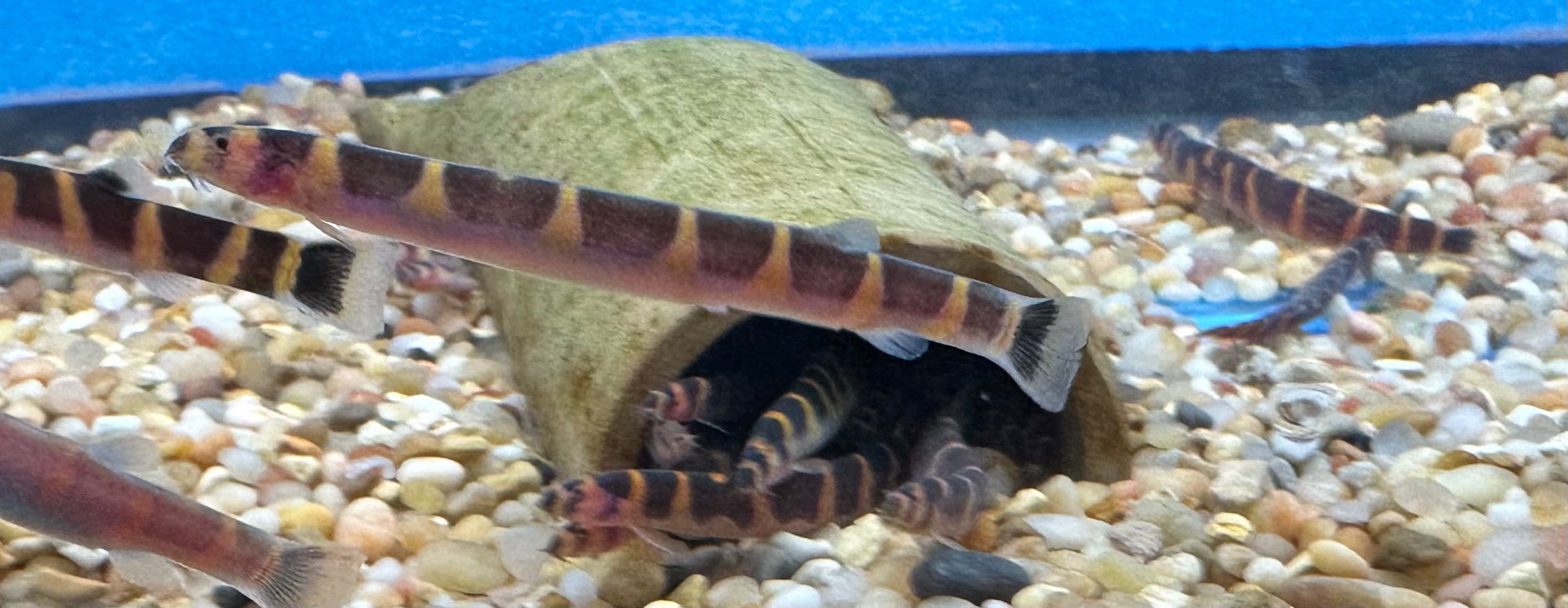 Kuhli Loach (2”+)