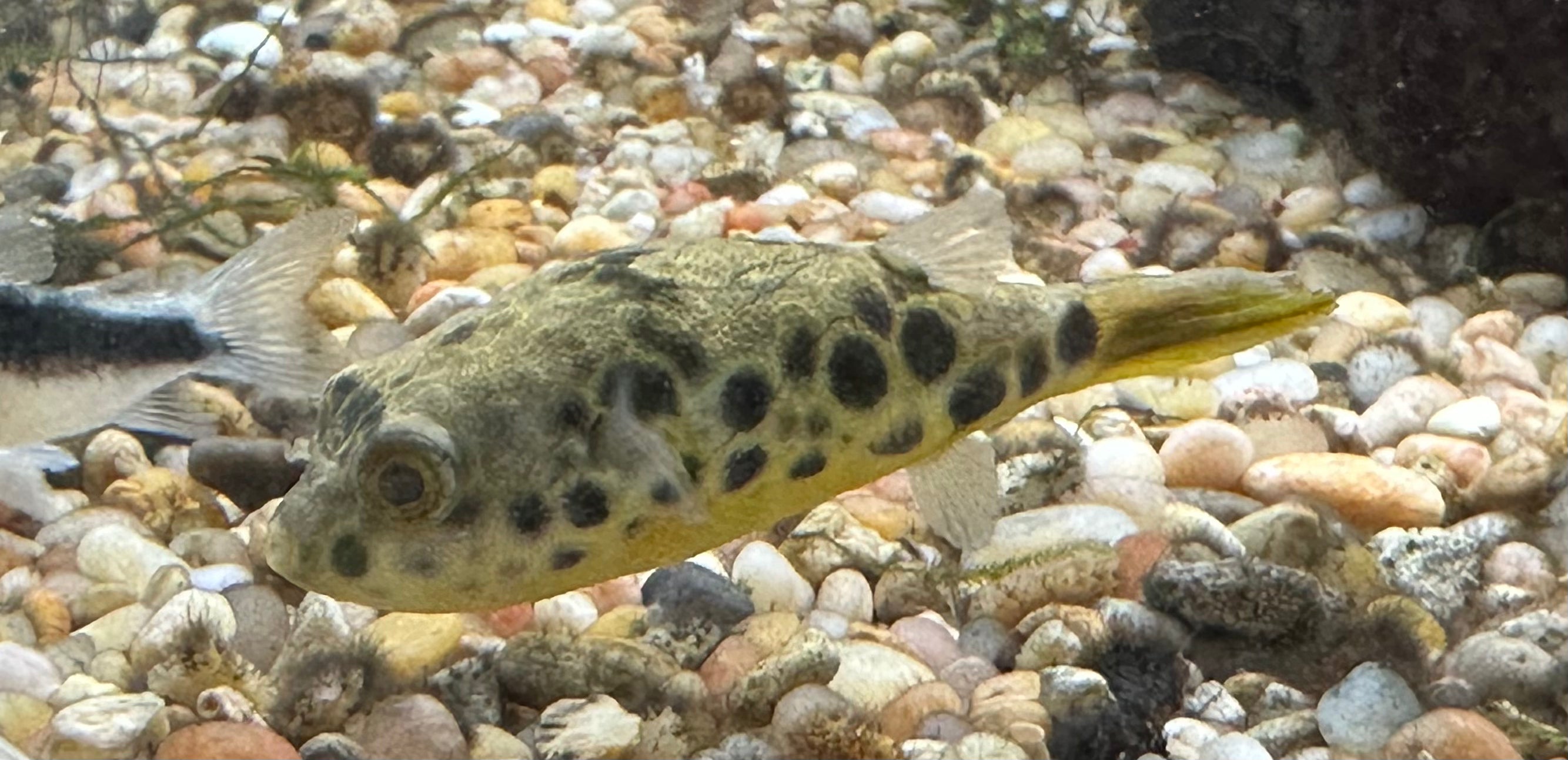 Spotted Congo Puffer (2.5”)