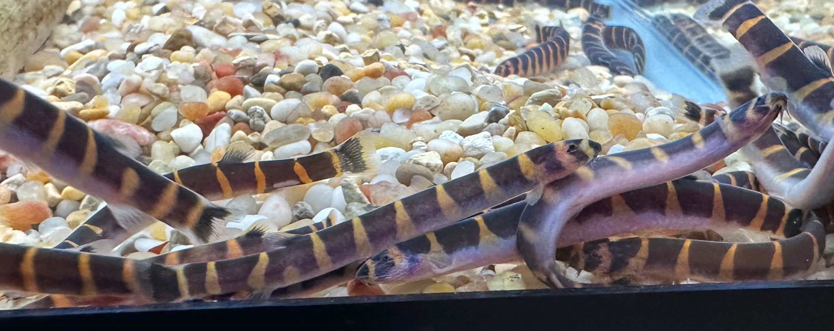 Kuhli Loach (2”+)