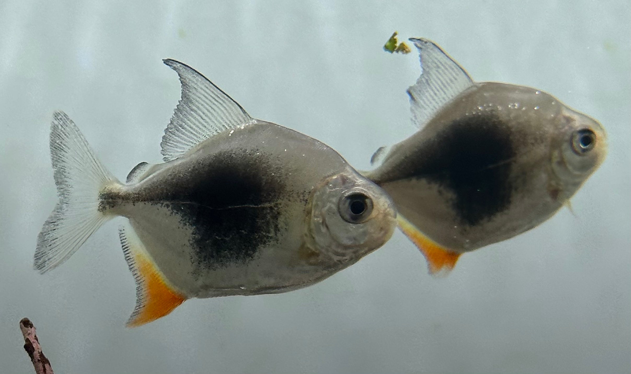 Blackberry Silver Dollar (2”)