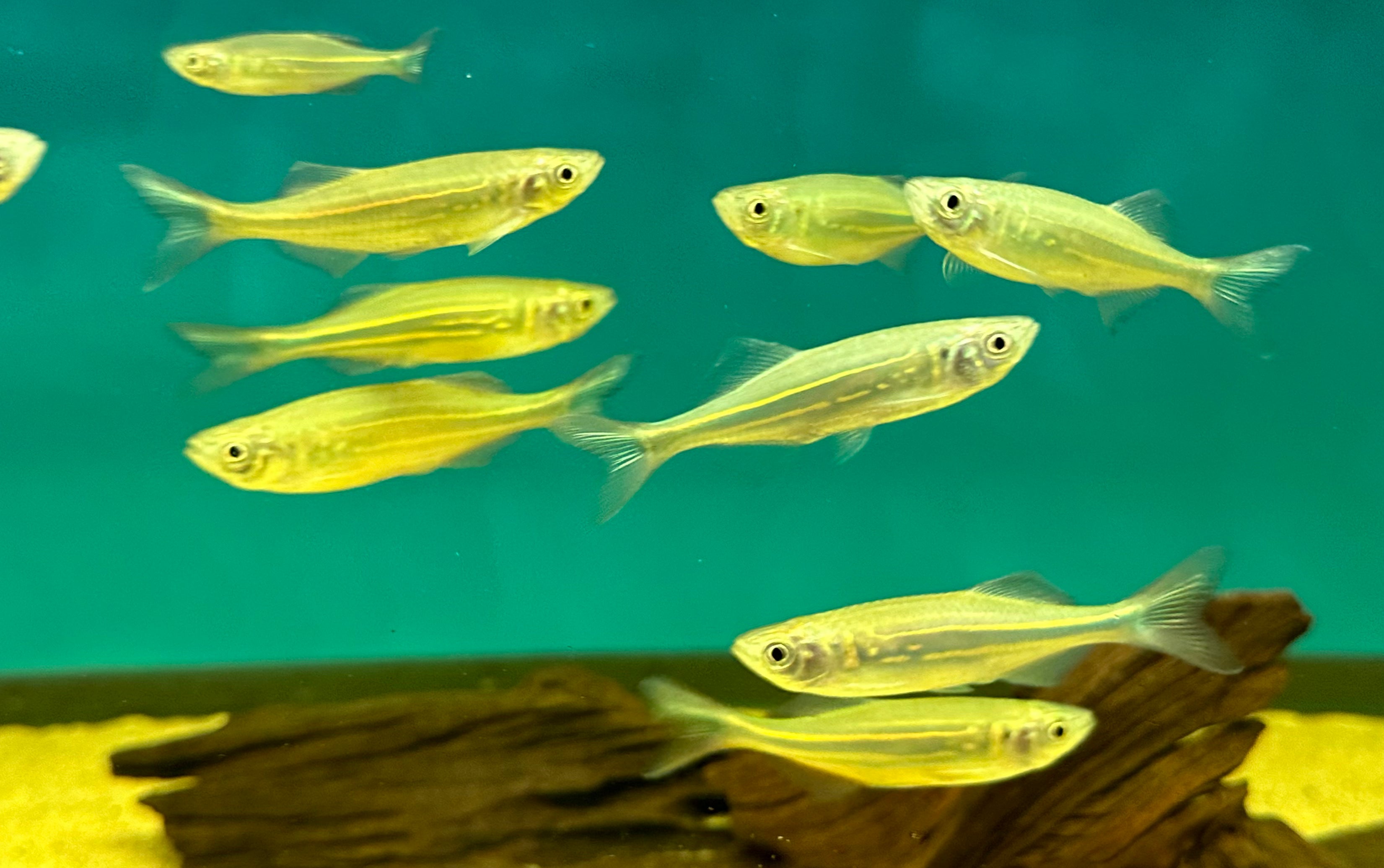 Giant Danio (2”)