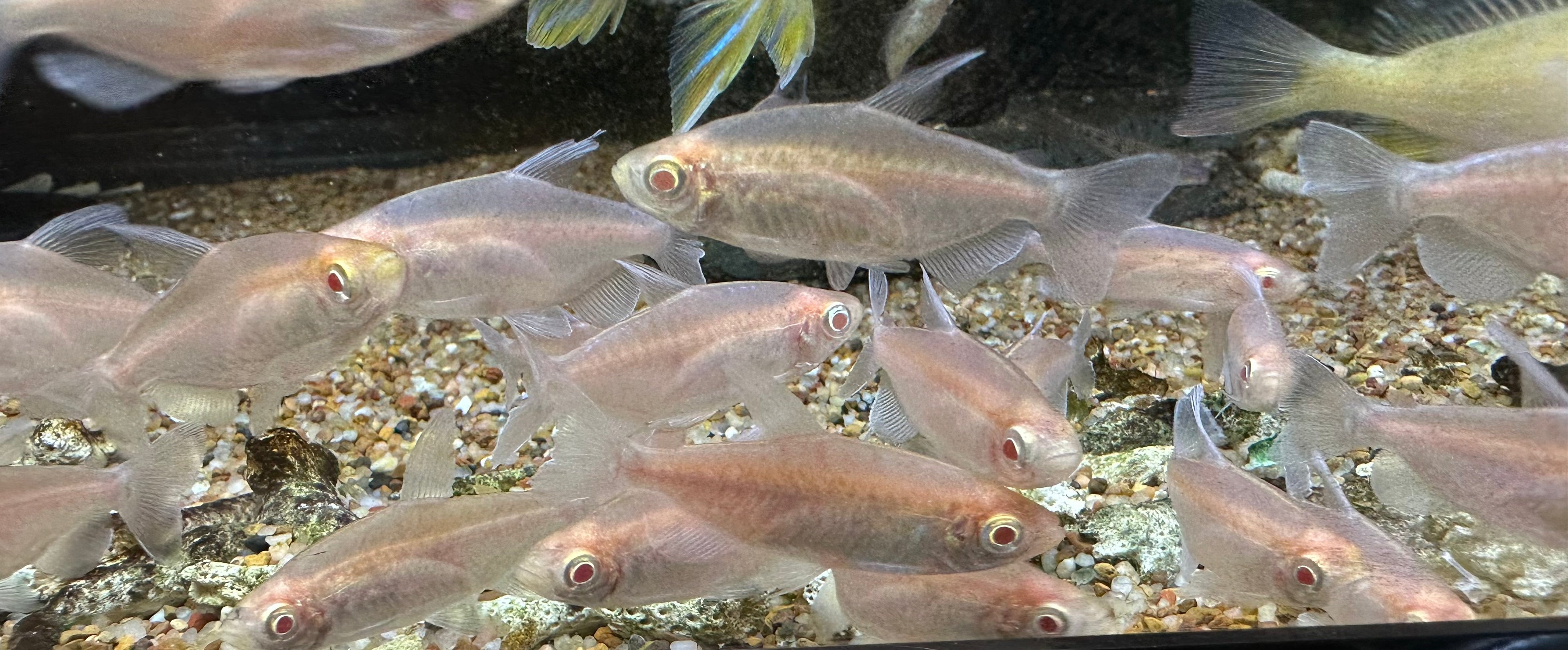Tetra Congo Albino (1,25-1,5")