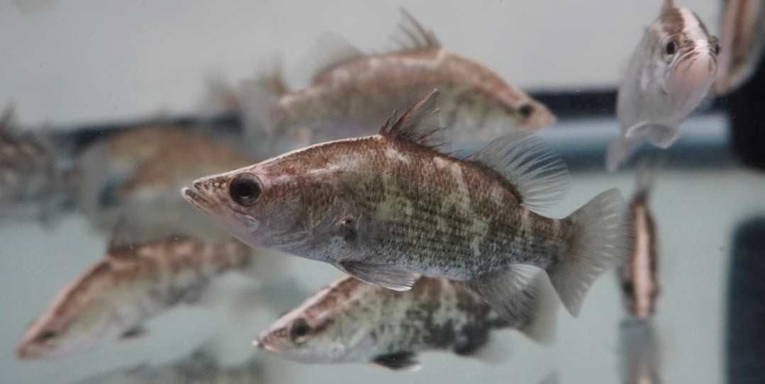 Barramundi (2.25-2.5”)