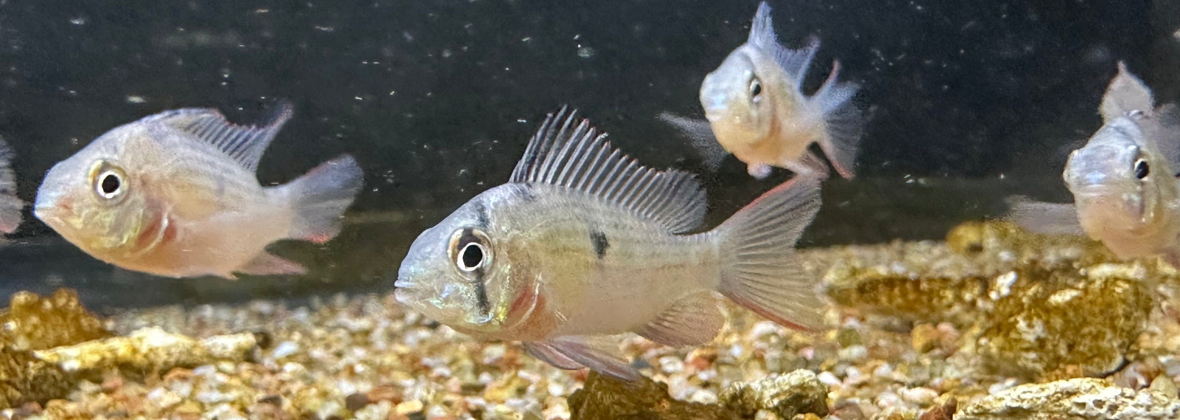 Carnero boliviano (1,5”)