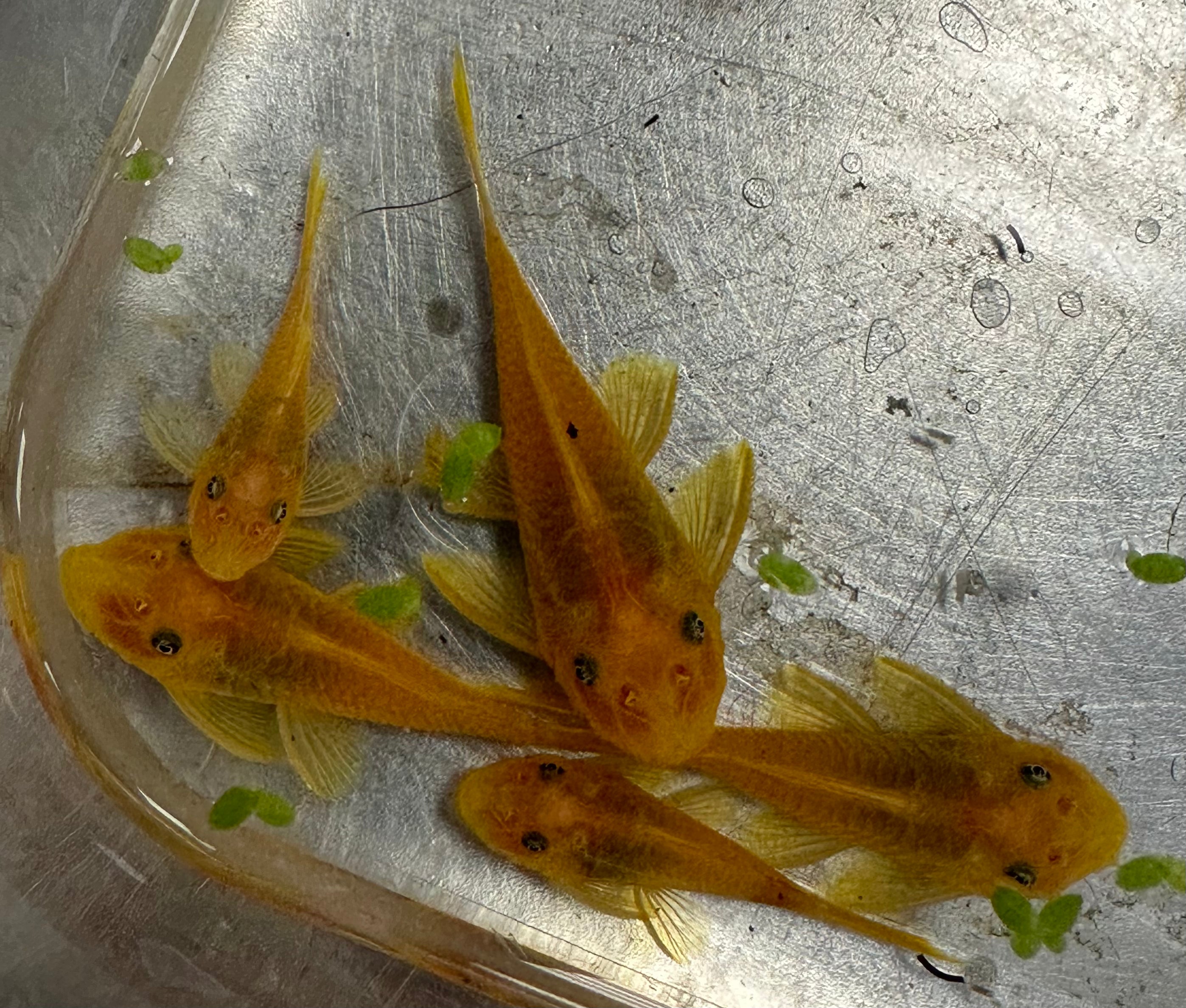 Ojo azul limón Bushynose (1,5”)