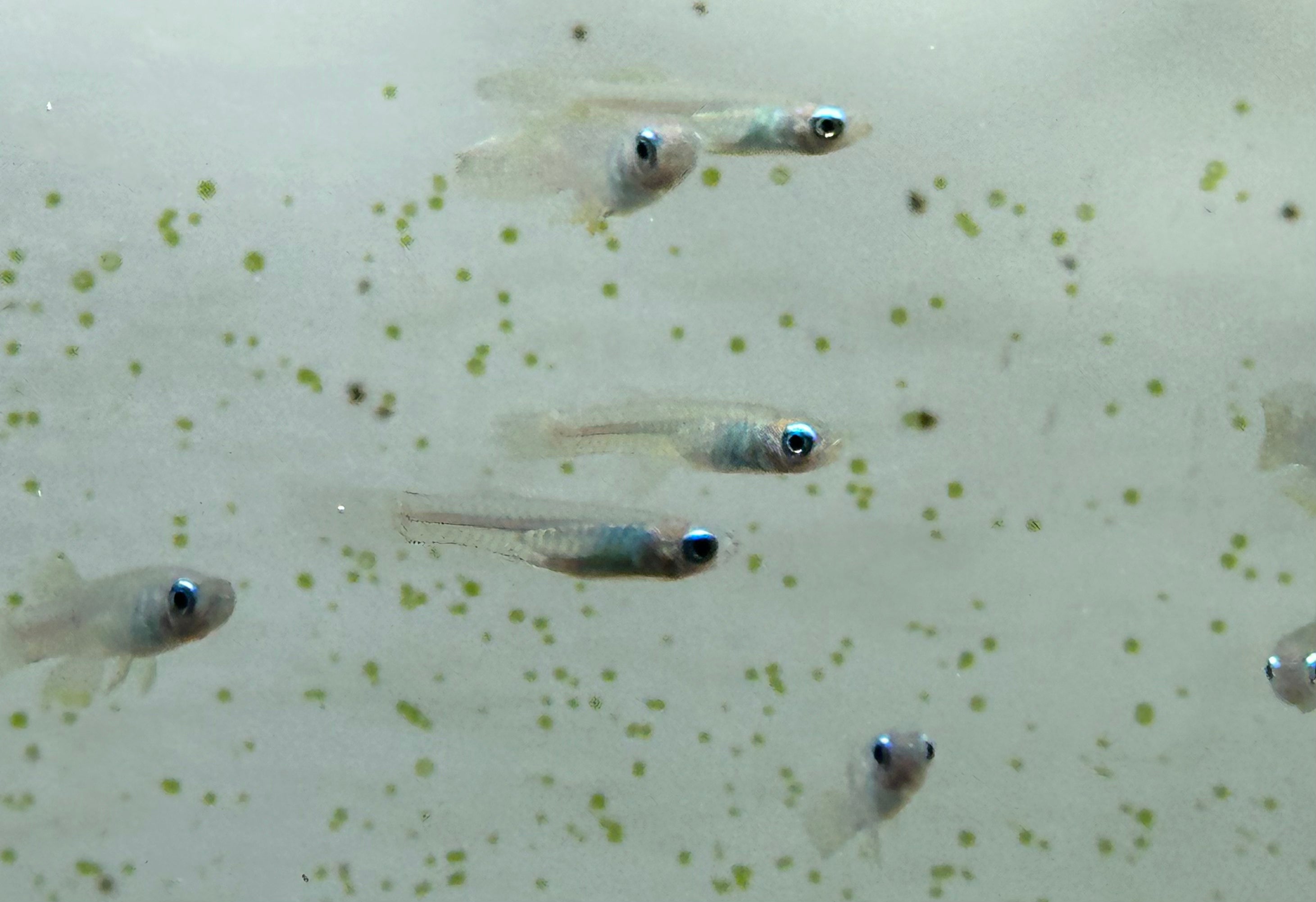 Normandos Lampeye Kili (.75-1”)