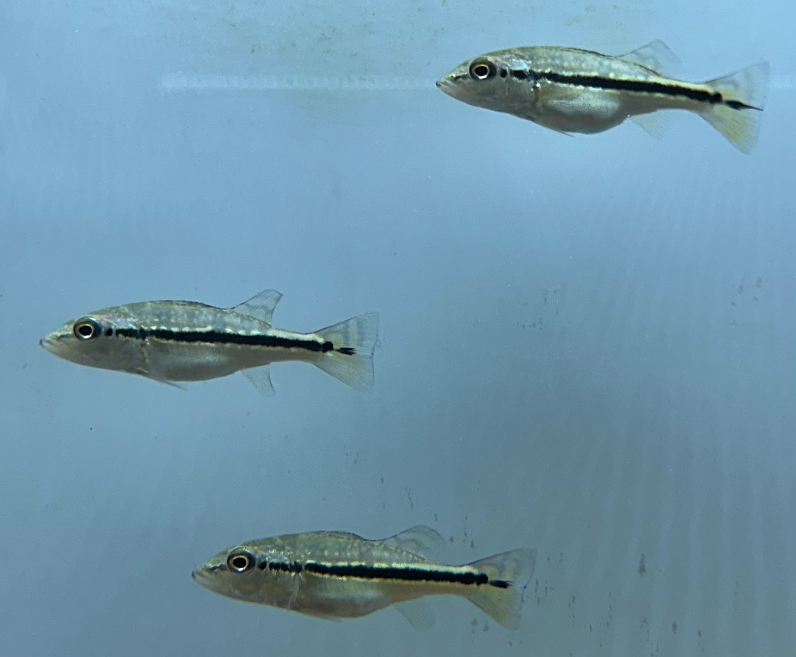 Baby Azul Peacock Bass (2”)