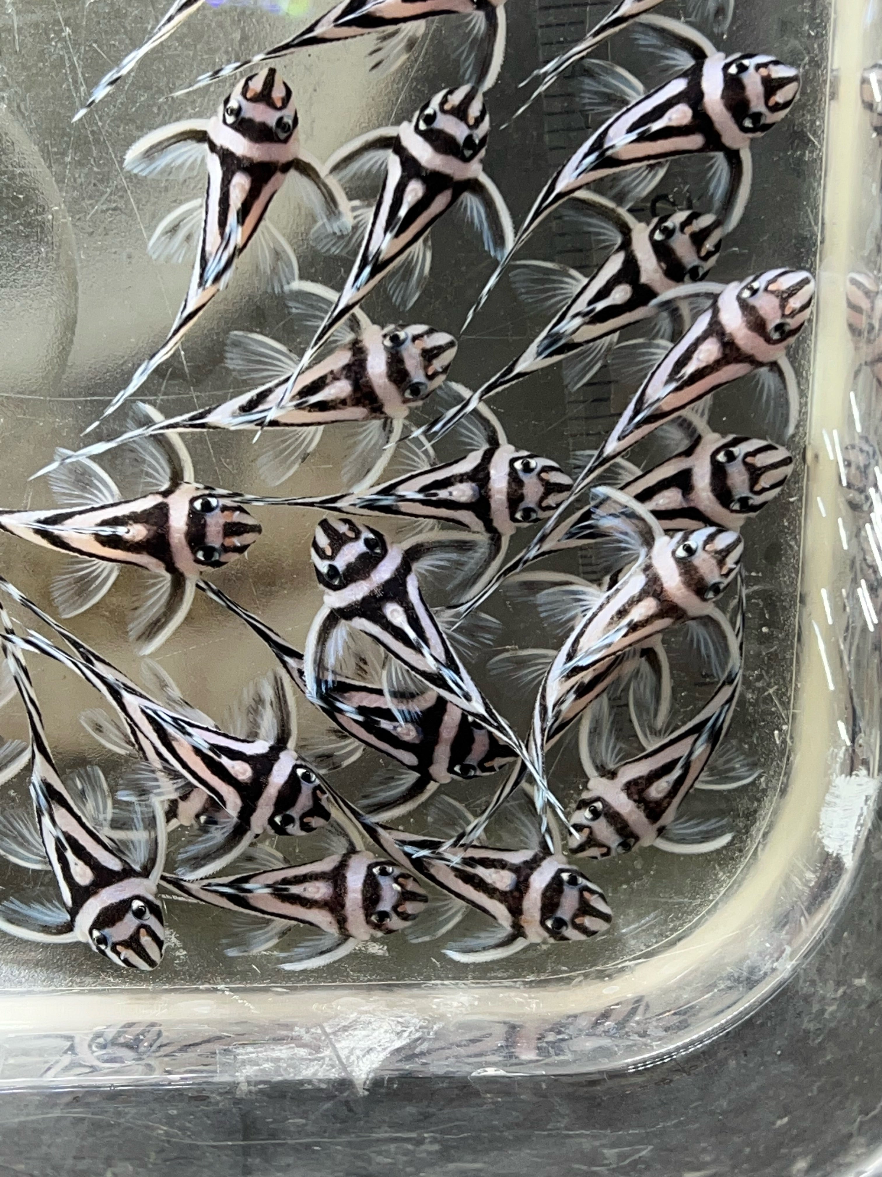 L046 Zebra Pleco (1.5”)