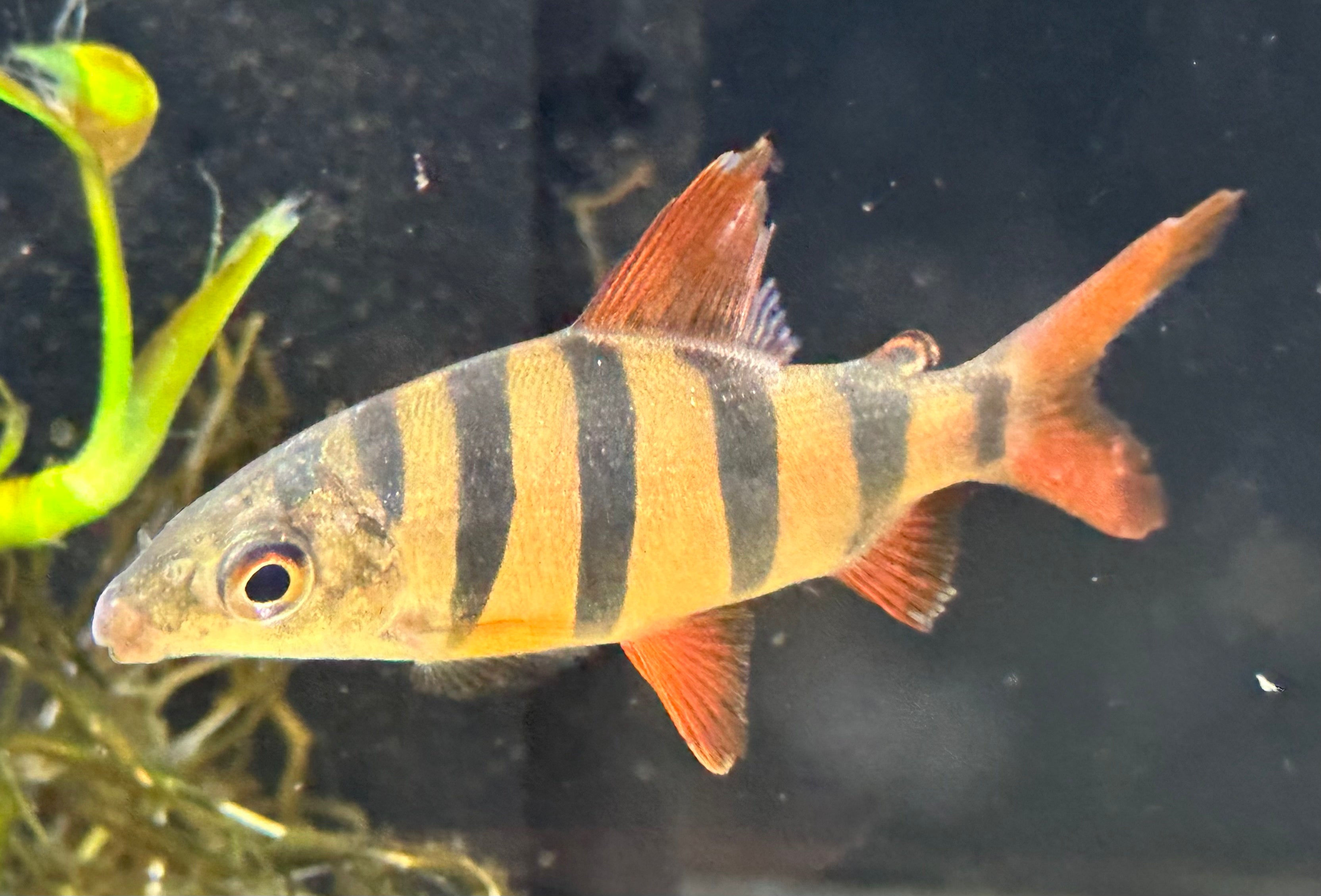 Distichodus sexfasciatus (2,5-3”)