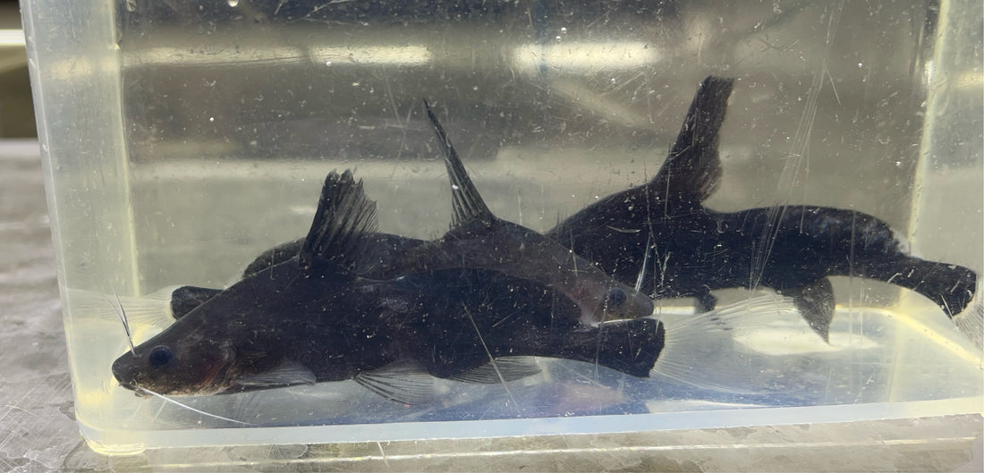 Black Lancer Catfish (2.5”)