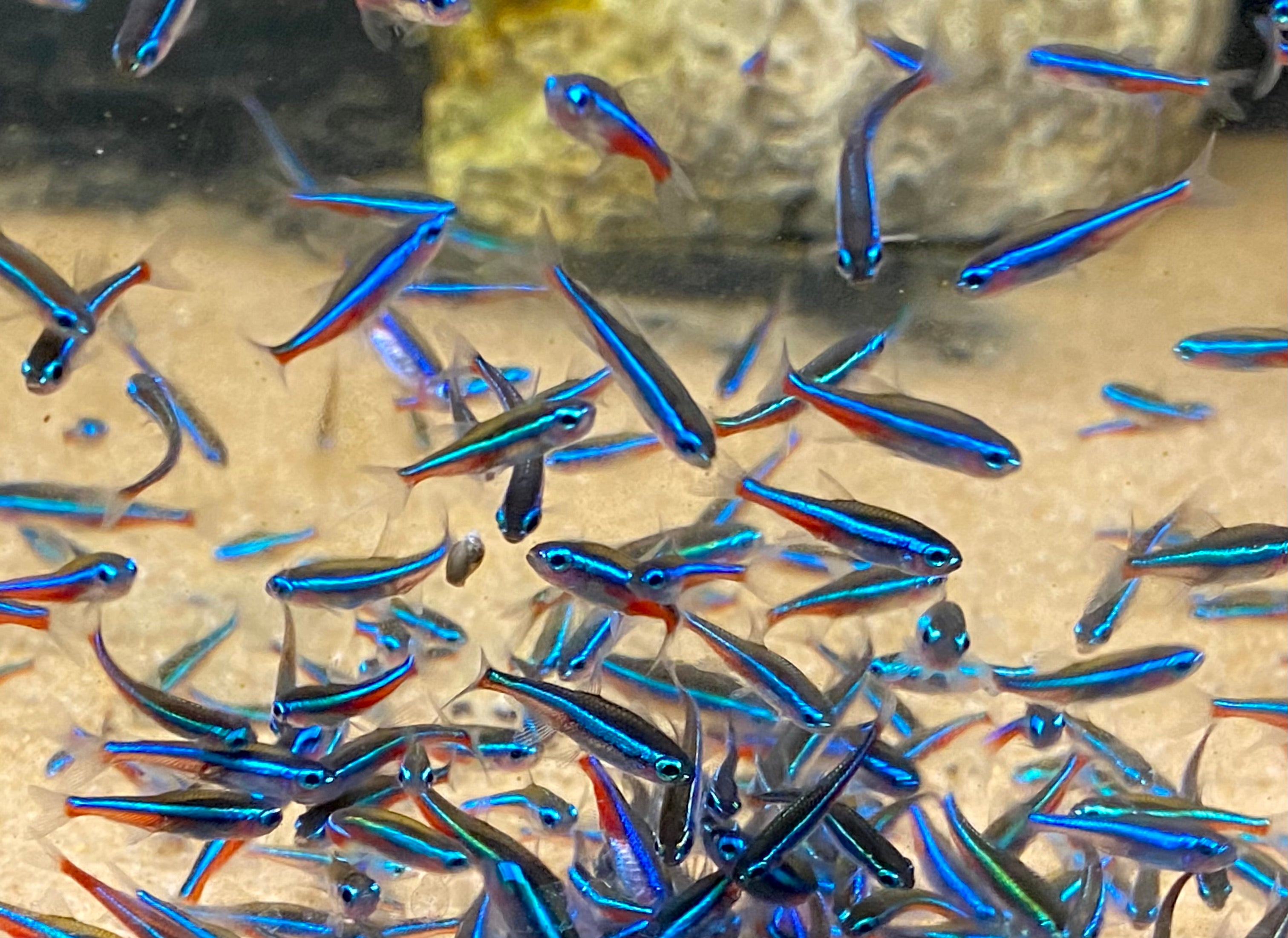 Green Neon Tetra (.75”) – Global Fish Co.