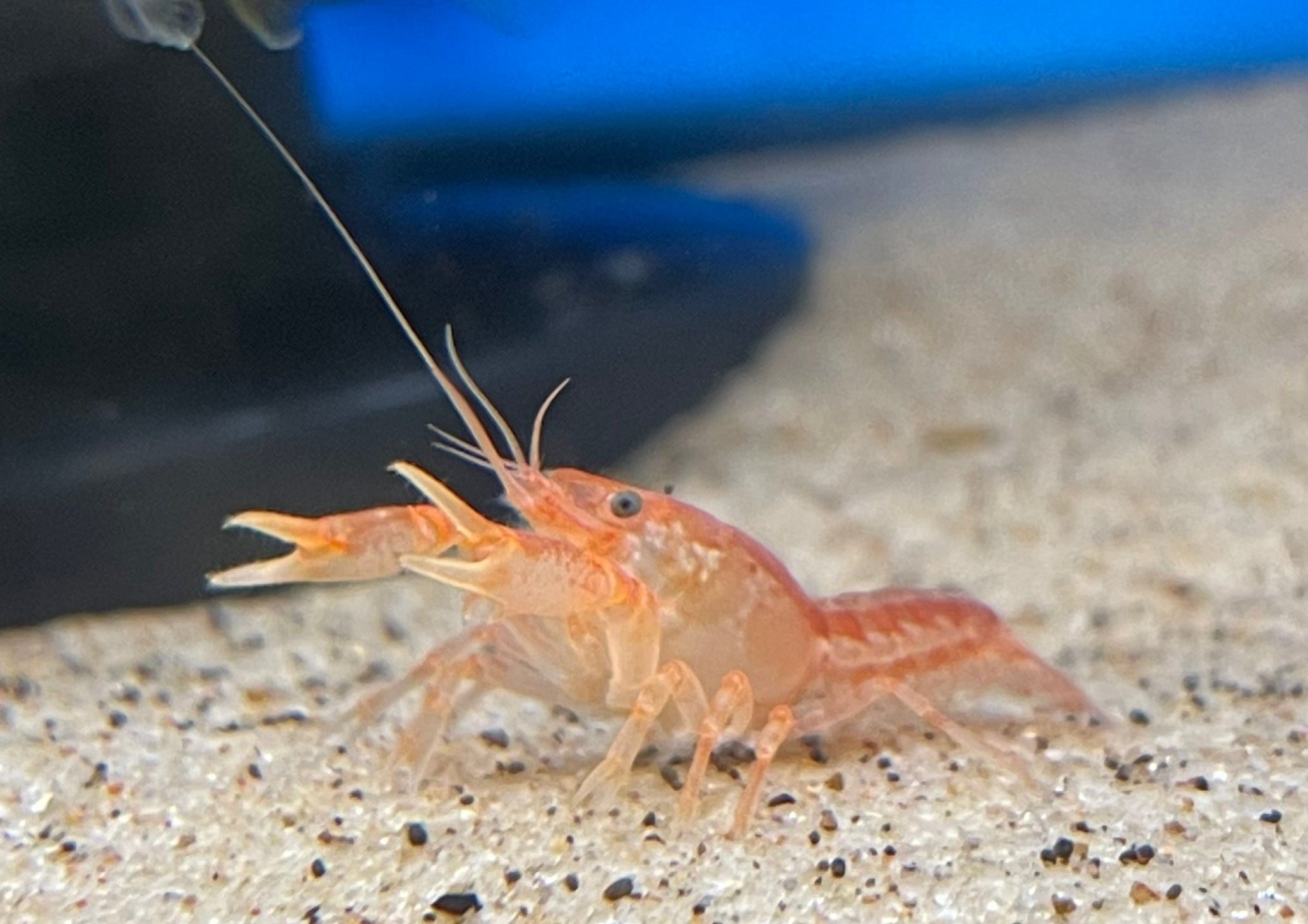 Mini Mexican Orange Crayfish (.75-1”)