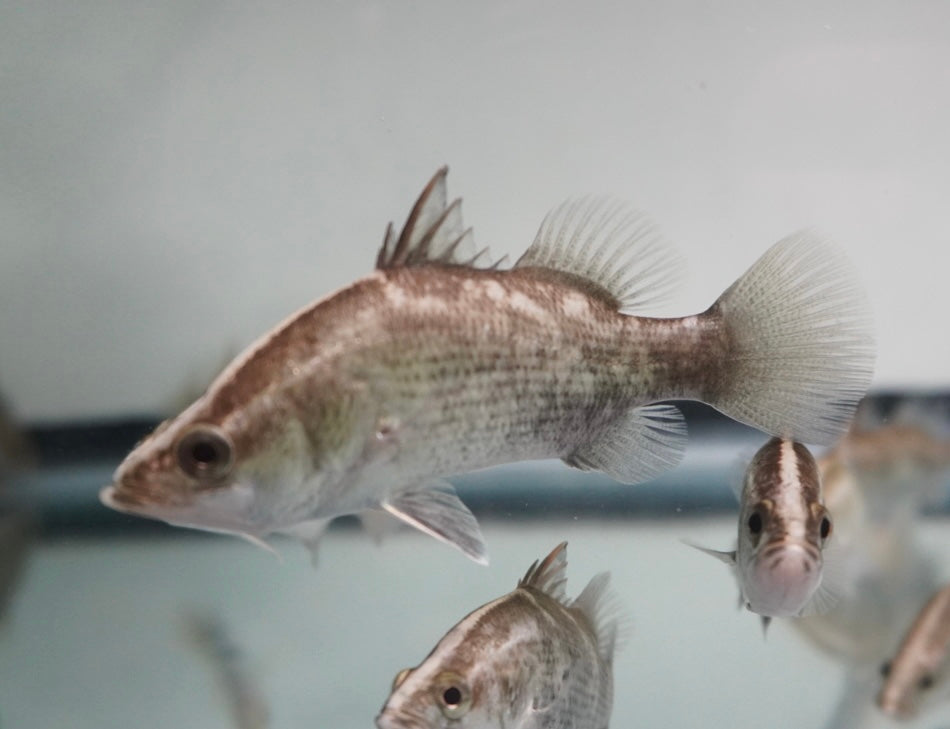 Barramundi (2.25-2.5”)