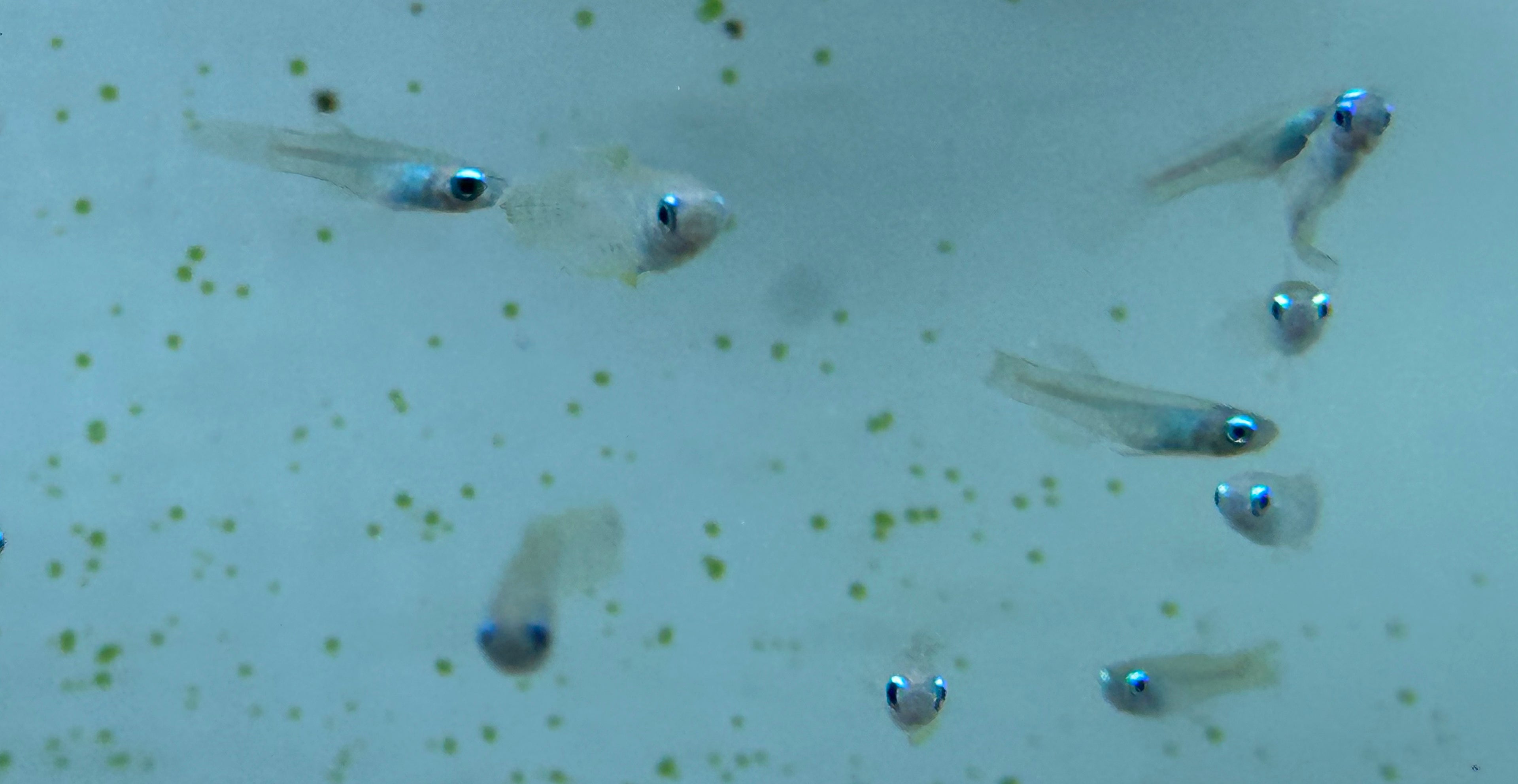 Normandos Lampeye Kili (.75-1”)