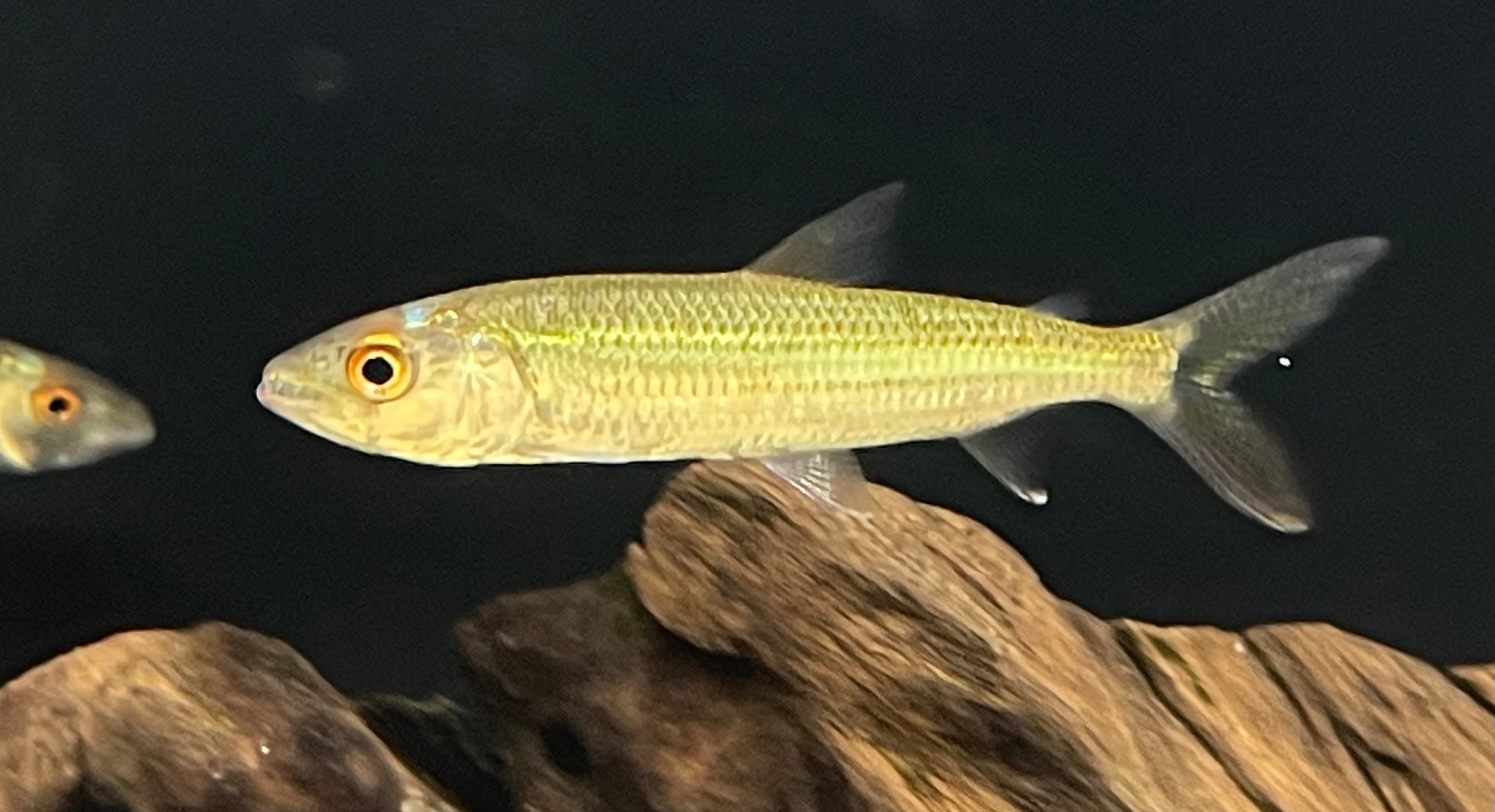 Vittatus Tigerfish (2.5-3”)