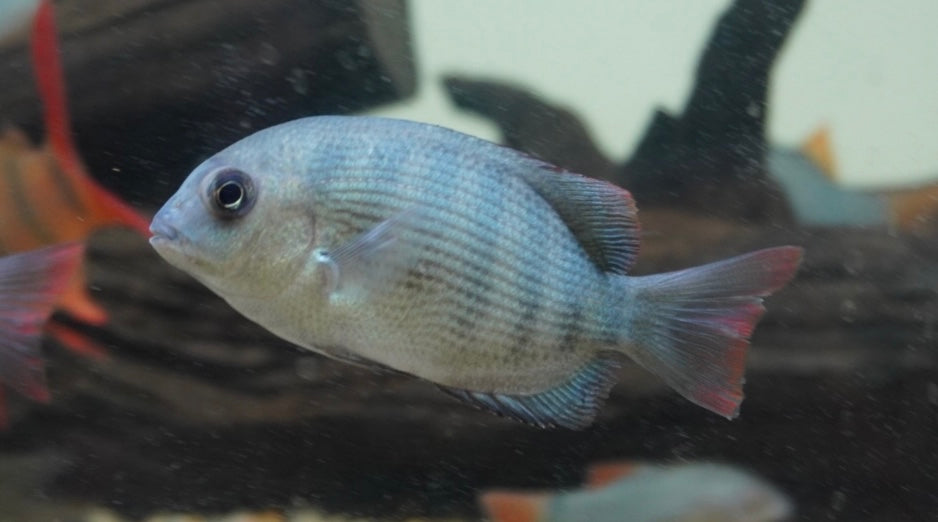 Damba de rayas (3-3,5”)