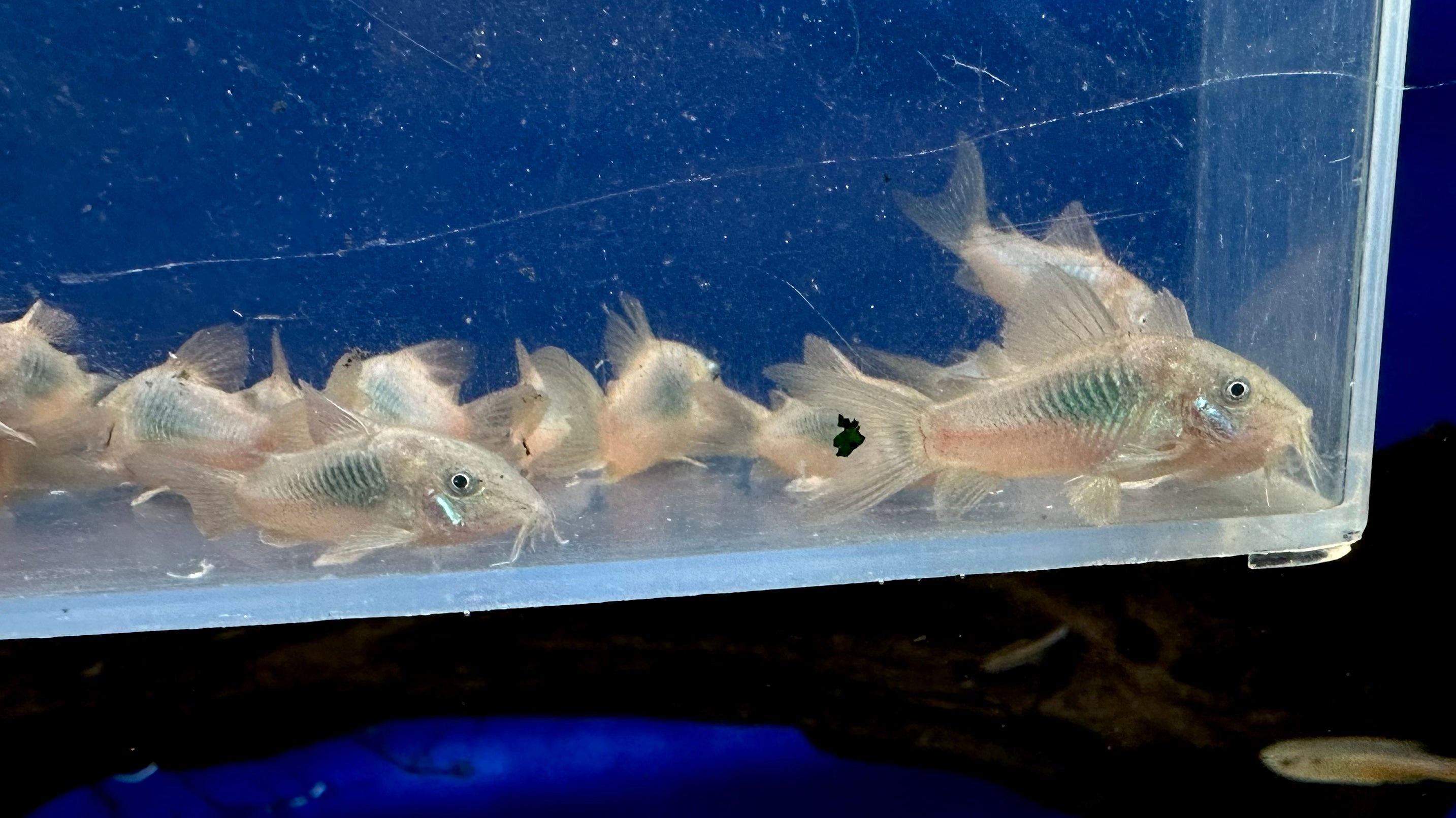 Cory de bronce (1,25”)