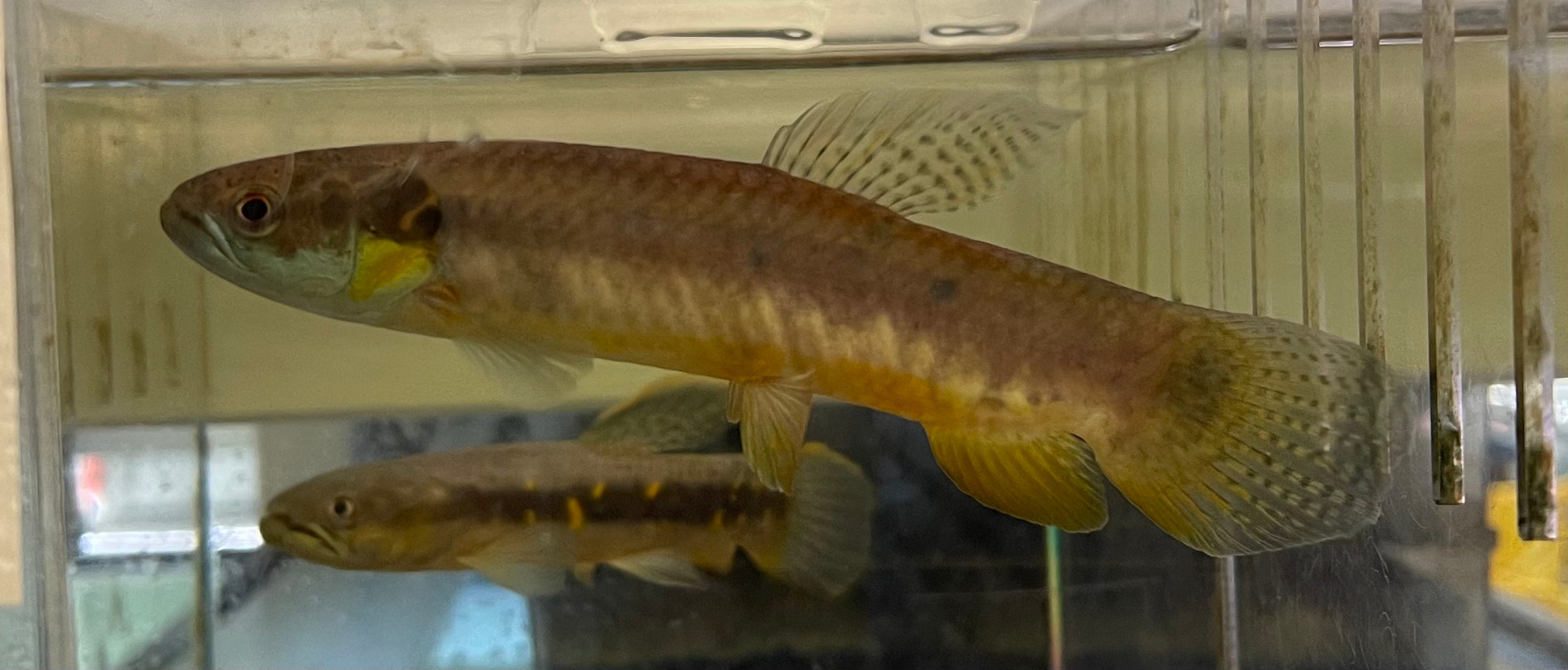 Purple Wolffish (6.5-7”)