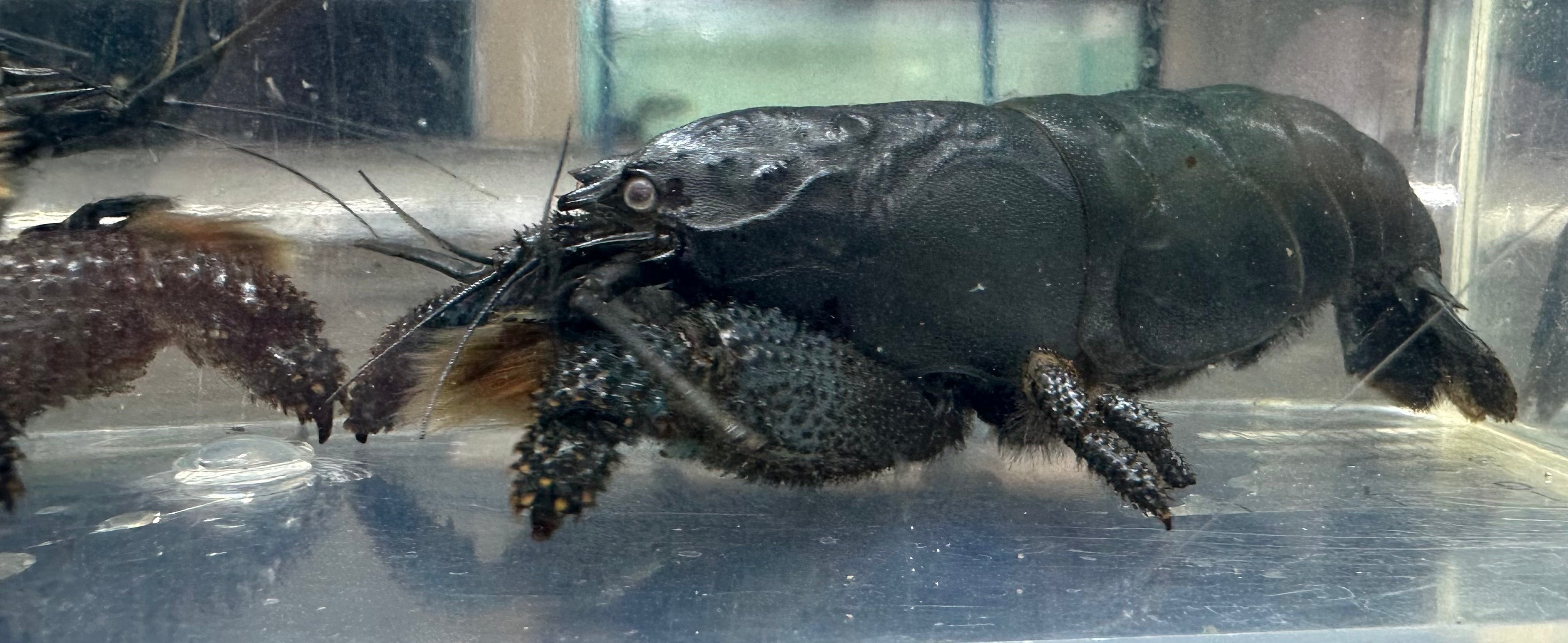 Vampire Shrimp (2.5”)