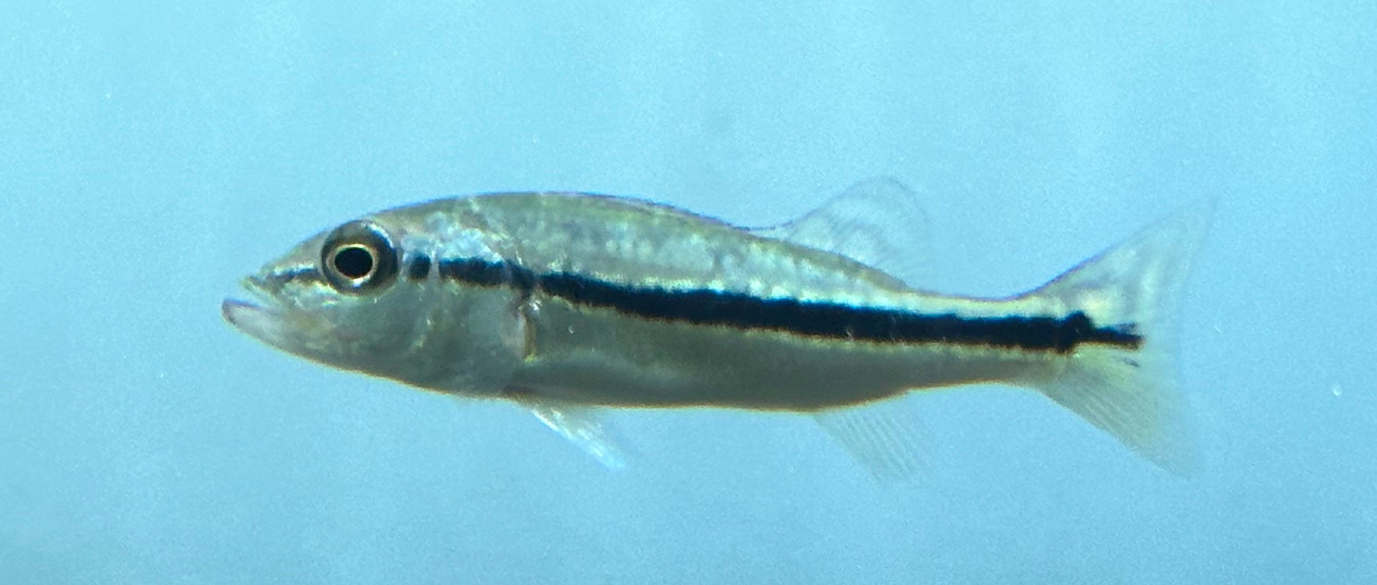 Baby Azul Peacock Bass (2”)