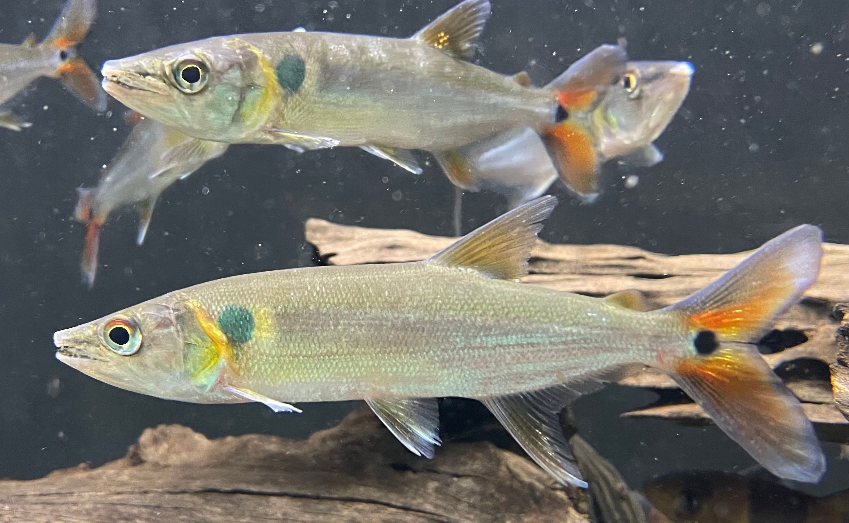 Red Tail Barracuda (5-6”) - Global Fish Co.