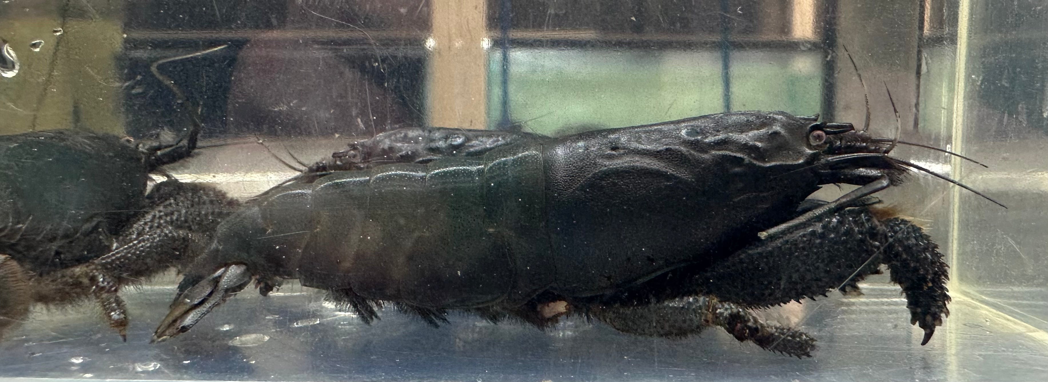 Vampire Shrimp (2.5”)