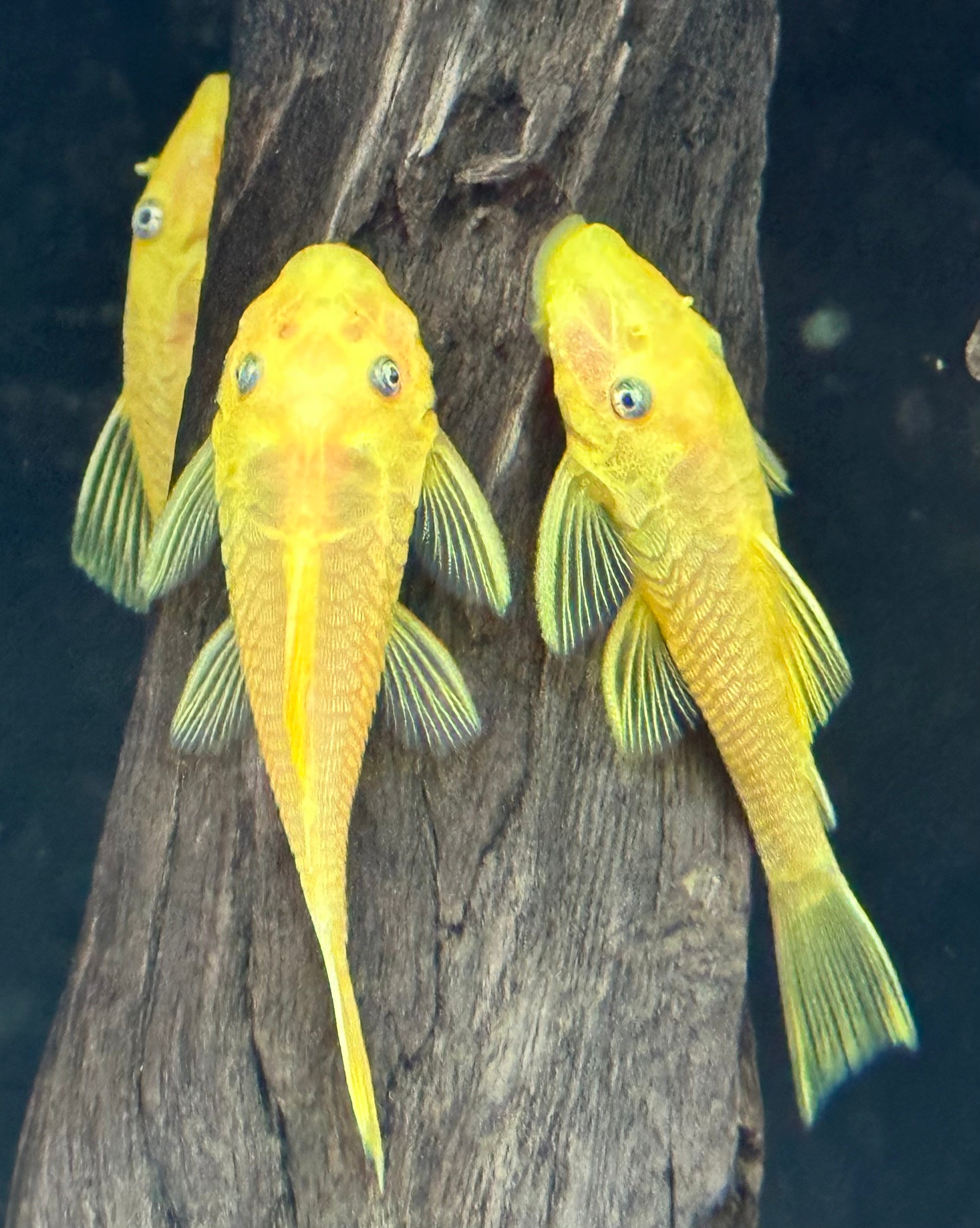 Ojo azul limón Bushynose (1,5”)