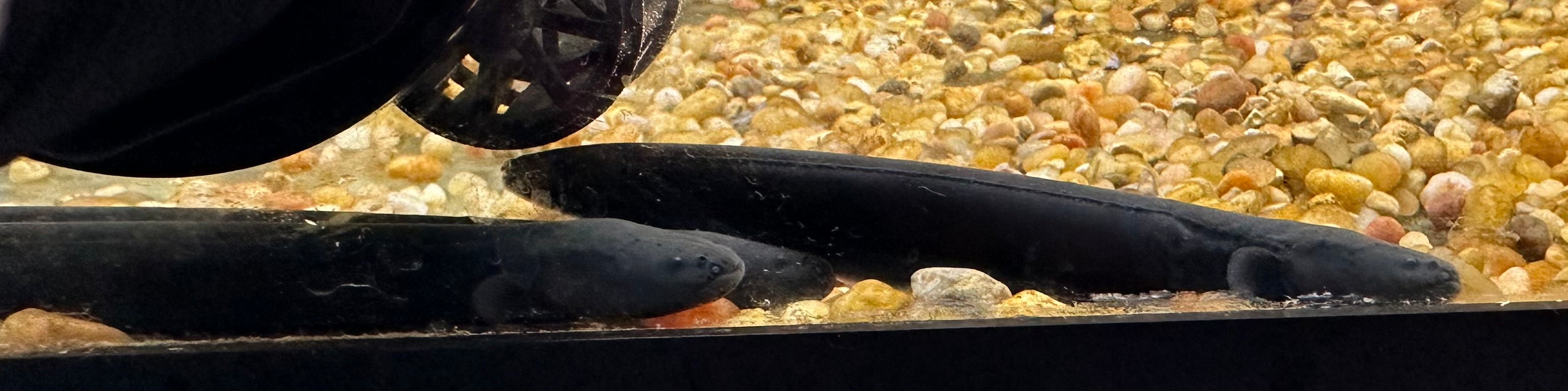 Baby Electric Eel (4”)