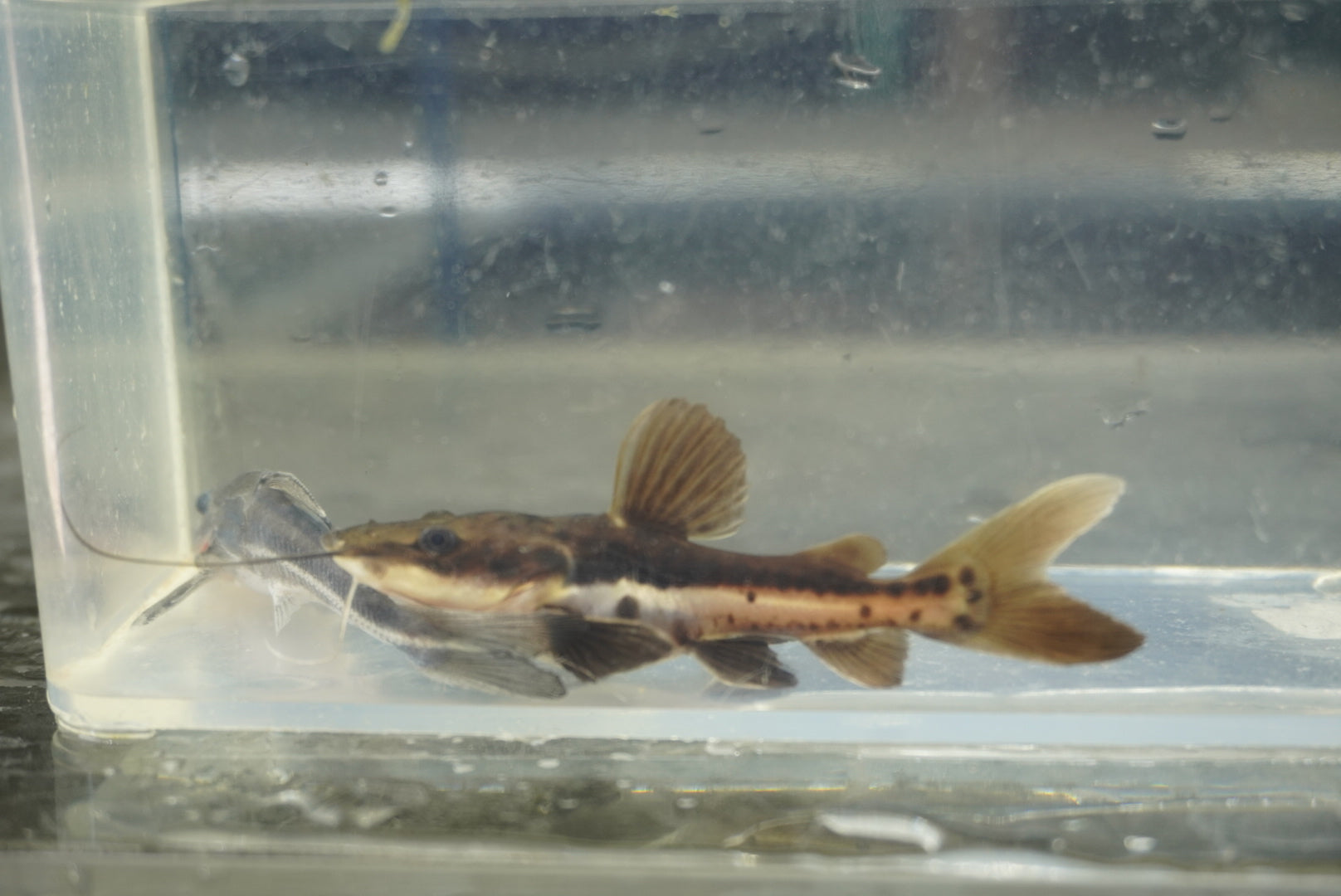 Hybrid Redtail X Tiger Shovelnose Catfish (2.5”)