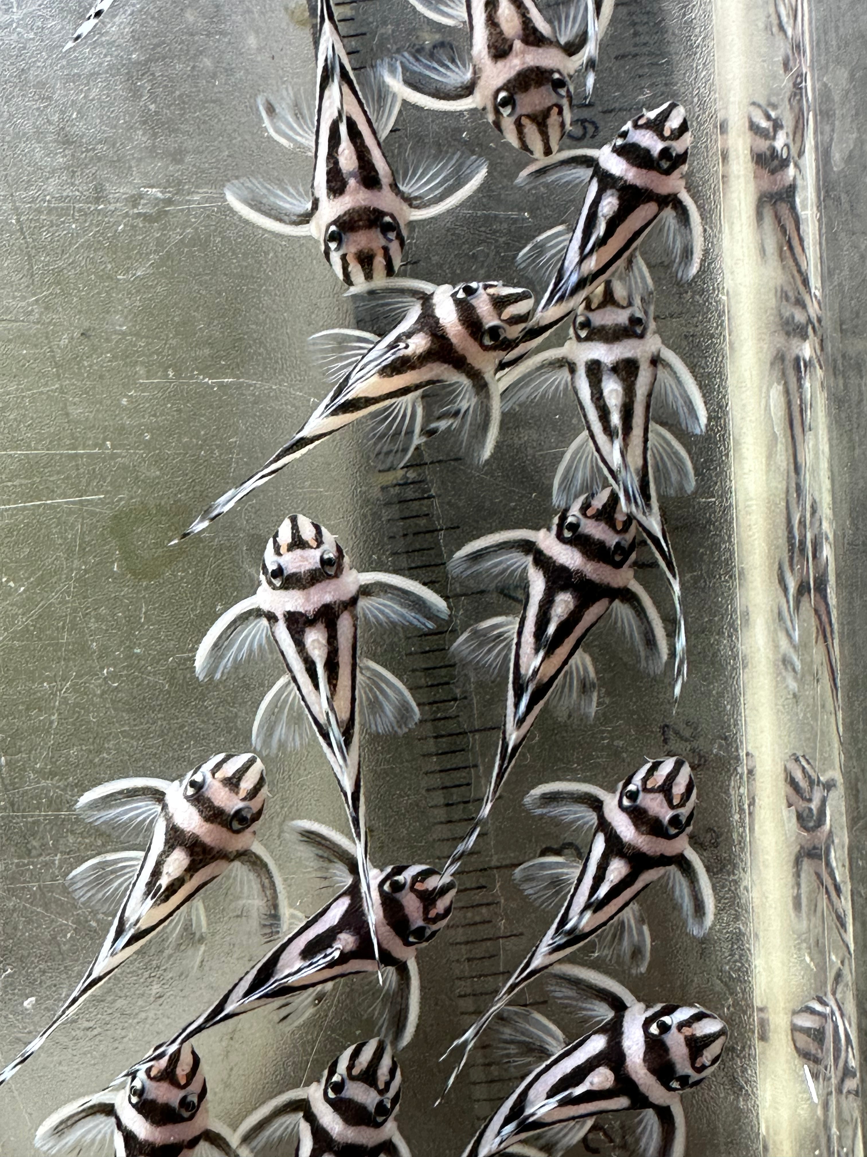 L046 Zebra Pleco (1.5”)