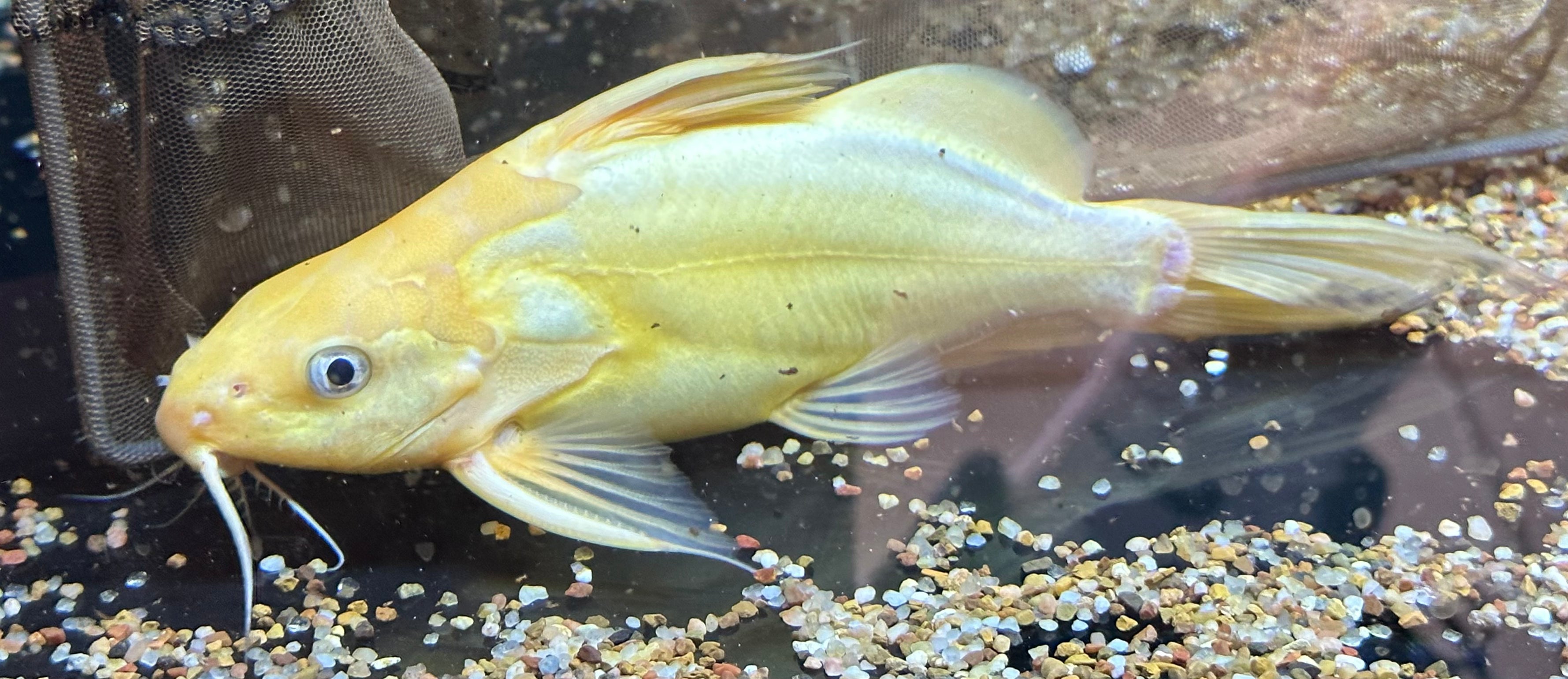 Large Gold Nigrita Synodontis Catfish (5.5”)